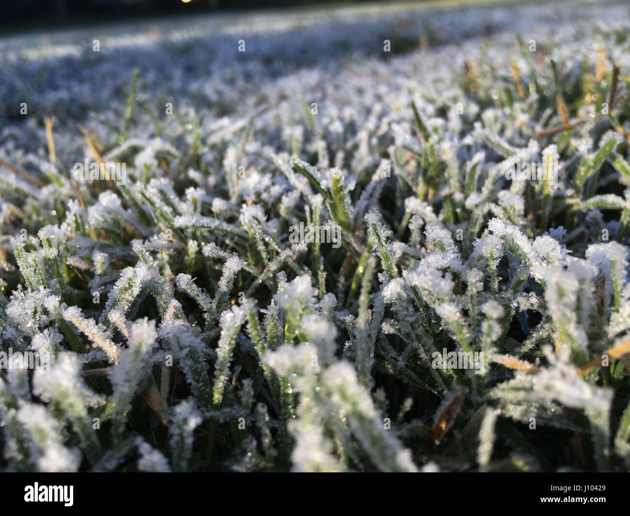 Rosée du matin gelé Banque D'Images