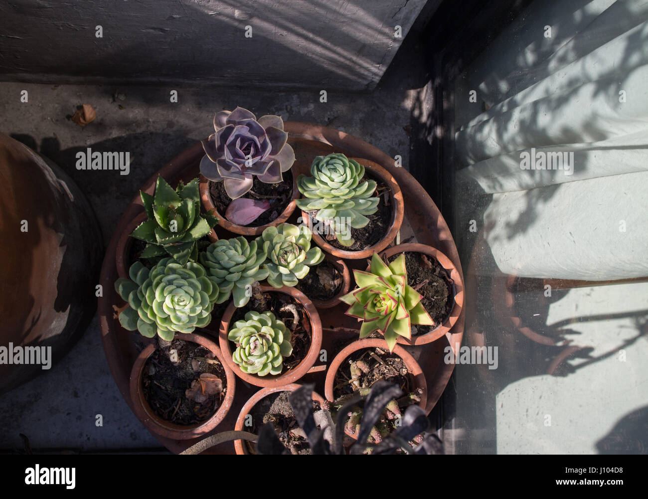 Des pots de plantes grasses au soleil sur la terrasse extérieure Banque D'Images