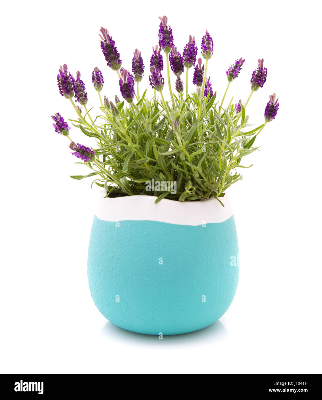 La lavande Stoechas plante dans un pot de fleurs bleu et blanc sur fond blanc Banque D'Images