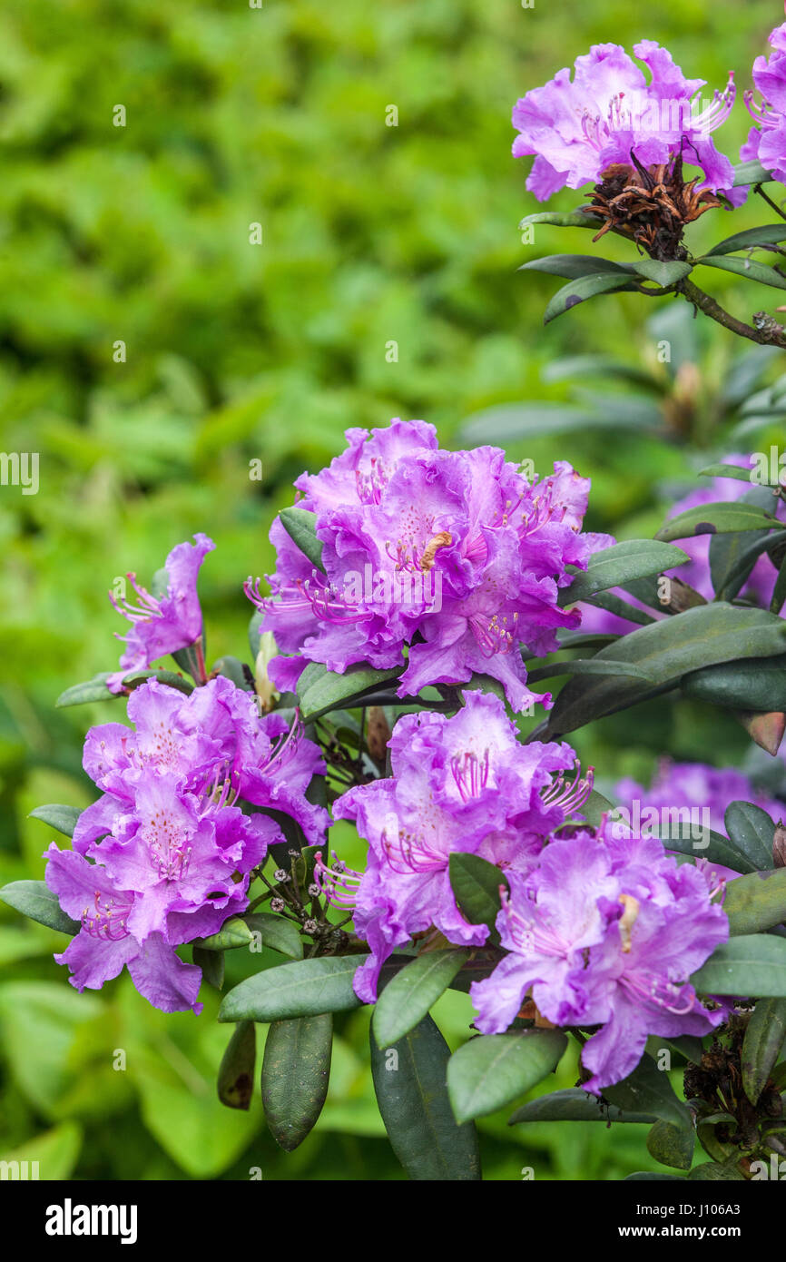 Lilas Rhododendron 'Albert', arbustes fleuris, peut fleurir en bleu Banque D'Images