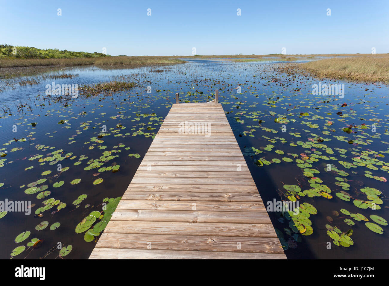 Paysage de marais dans le parc national des Everglades en Floride, États-Unis Banque D'Images