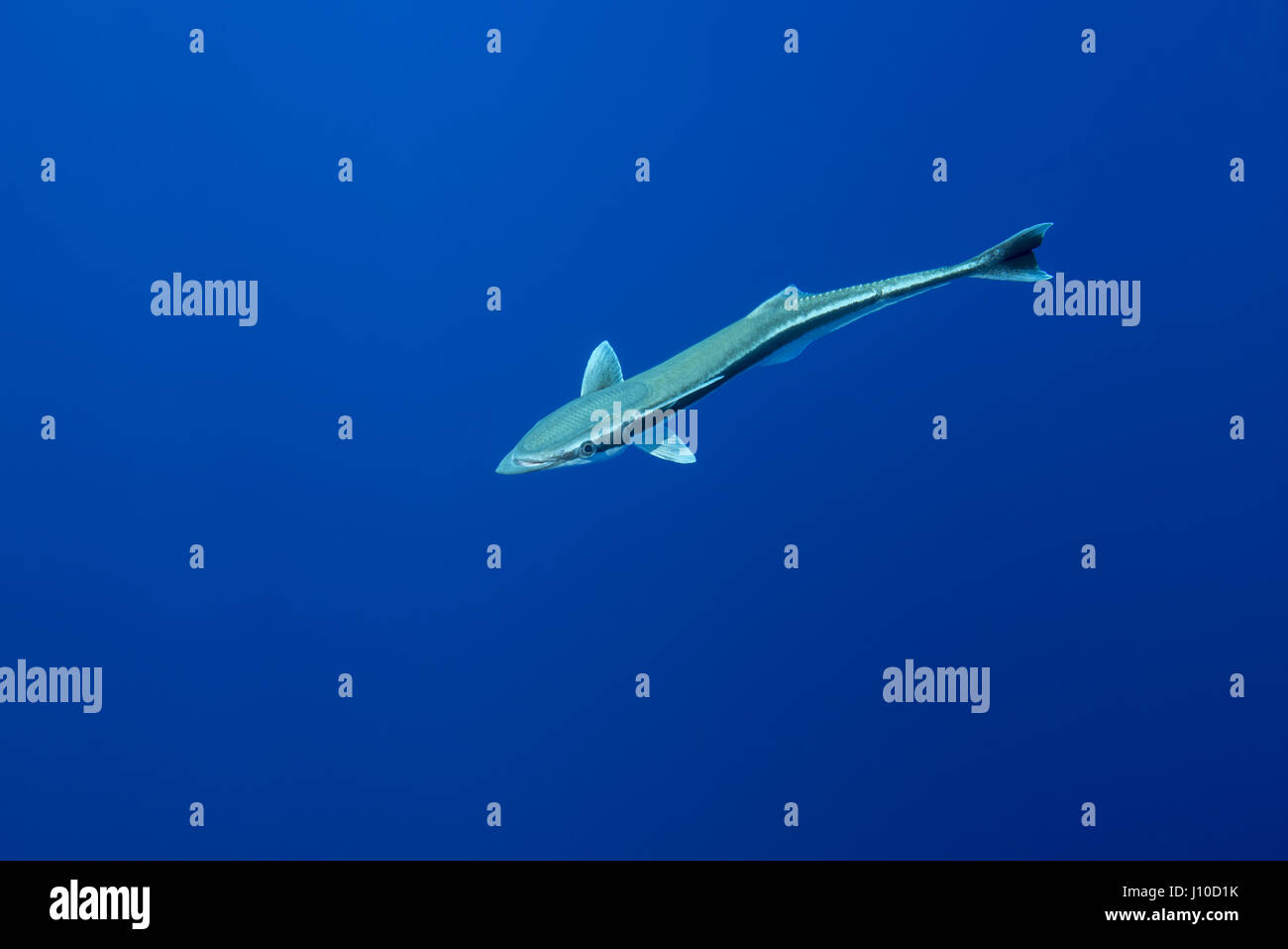 16 avril 2017 - l'Océan Indien, la Malaisie - Echeneis naucrates (Remora) dans l'eau bleue, de l'Océan Indien, les Maldives (crédit Image : © Andrey Nekrasov/ZUMA/ZUMAPRESS.com) fil Banque D'Images