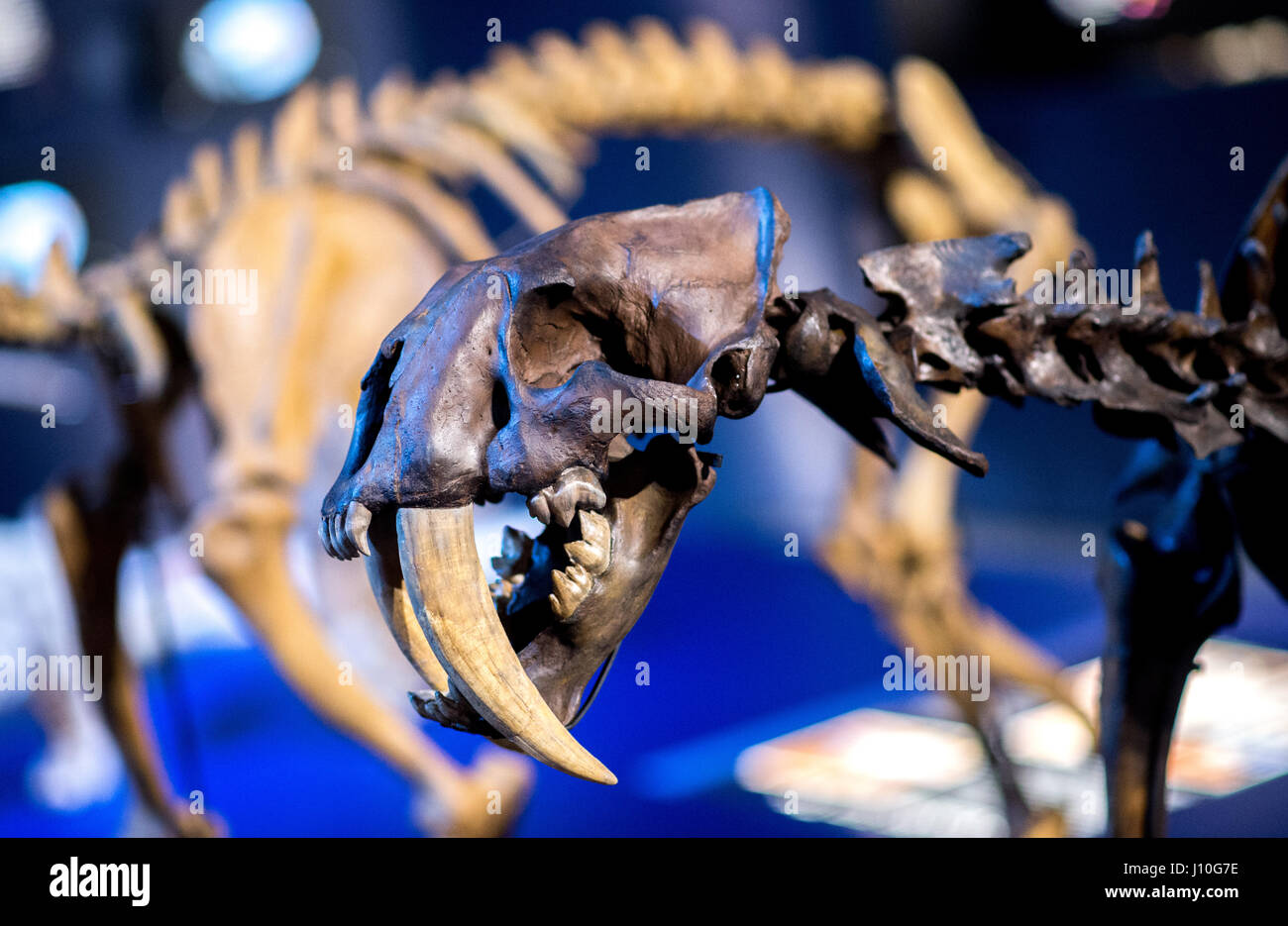 Schoeningen, Allemagne. 12 avr, 2017. Les modèles de squelettes de tigres à dents de sabre Homotherium latidens (L) et Smilodon fatalis (R) sur l'affichage dans le cadre d'une exposition spéciale intitulée "L'Âge de Glace Hunter : le danger mortel des tigres à dents de sabre dans le centre de recherche et d'expérience Paleon dans Schoeningen, Allemagne, 12 avril 2017. L'exposition a été organisée après la spectaculaire conclusion du crâne d'un tigre à dents de sabre. Photo : Hauke-Christian Dittrich/dpa/Alamy Live News Banque D'Images Schoeningen, Allemagne. 12 avr, 2017. Les modèles de squelettes de tigres à dents de sabre Homotherium latidens (L) et Smilodon fatalis (R) sur l'affichage dans le cadre d'une exposition spéciale intitulée "L'Âge de Glace Hunter : le danger mortel des tigres à dents de sabre dans le centre de recherche et d'expérience Paleon dans Schoeningen, Allemagne, 12 avril 2017. L'exposition a été organisée après la spectaculaire conclusion du crâne d'un tigre à dents de sabre. Photo : Hauke-Christian Dittrich/dpa/Alamy Live News Banque D'Images