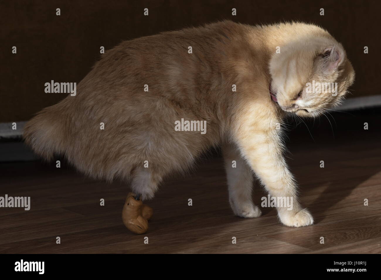 Novosibirsk Russie 13 Avr 17 Un Ampute Cat Appele Ellis Avec Pattes De Protheses Le Chat A Des Tiges En Titane Inseree Dans Les Os De Ses Pattes Arriere Les Implants En