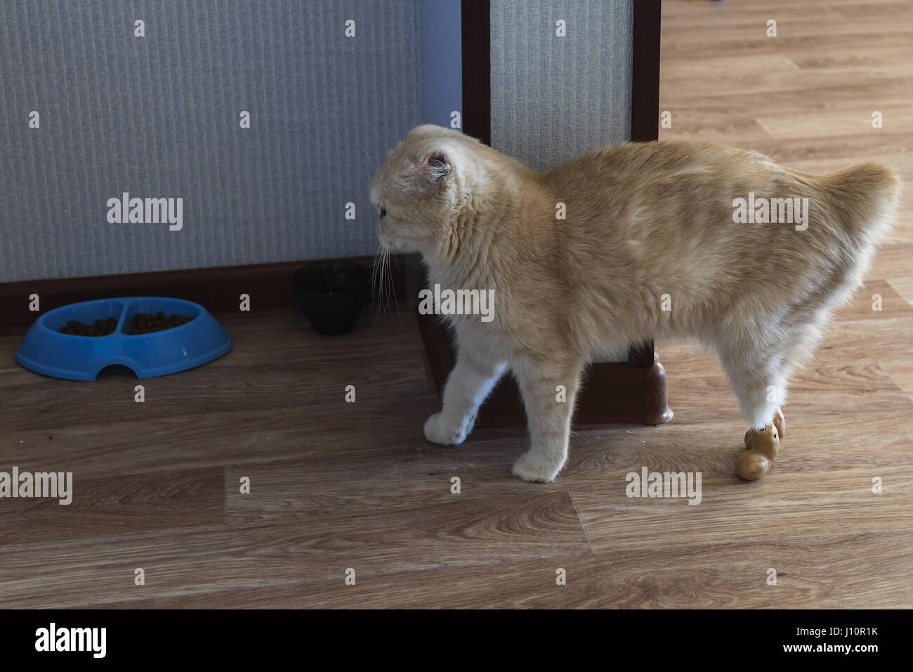 Novosibirsk Russie 13 Avr 17 Un Ampute Cat Appele Ellis Avec Pattes De Protheses Le Chat A Des Tiges En Titane Inseree Dans Les Os De Ses Pattes Arriere Les Implants En