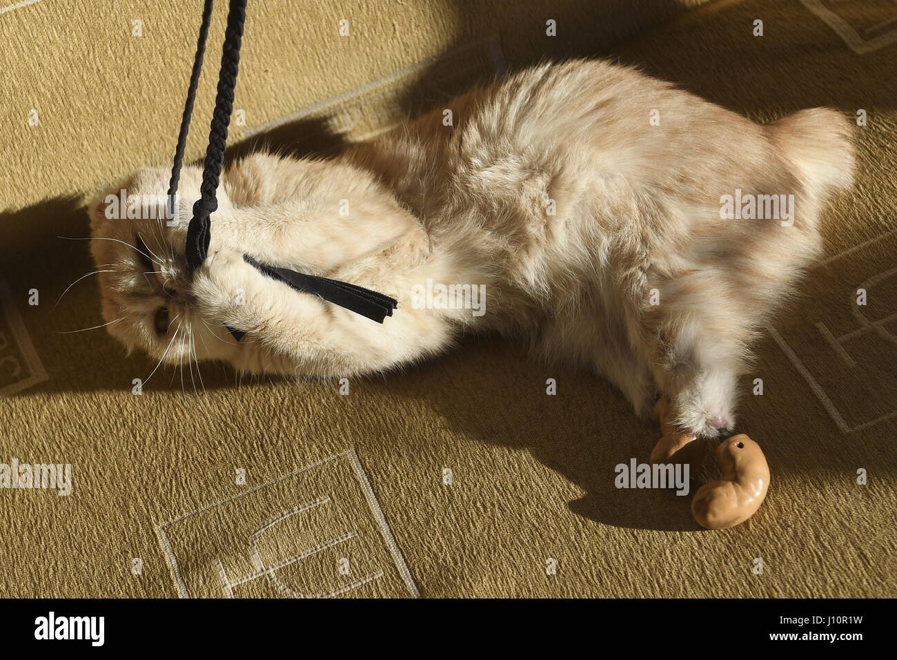 Novosibirsk Russie 13 Avr 17 Un Ampute Cat Appele Ellis Avec Pattes De Protheses Le Chat A Des Tiges En Titane Inseree Dans Les Os De Ses Pattes Arriere Les Implants En