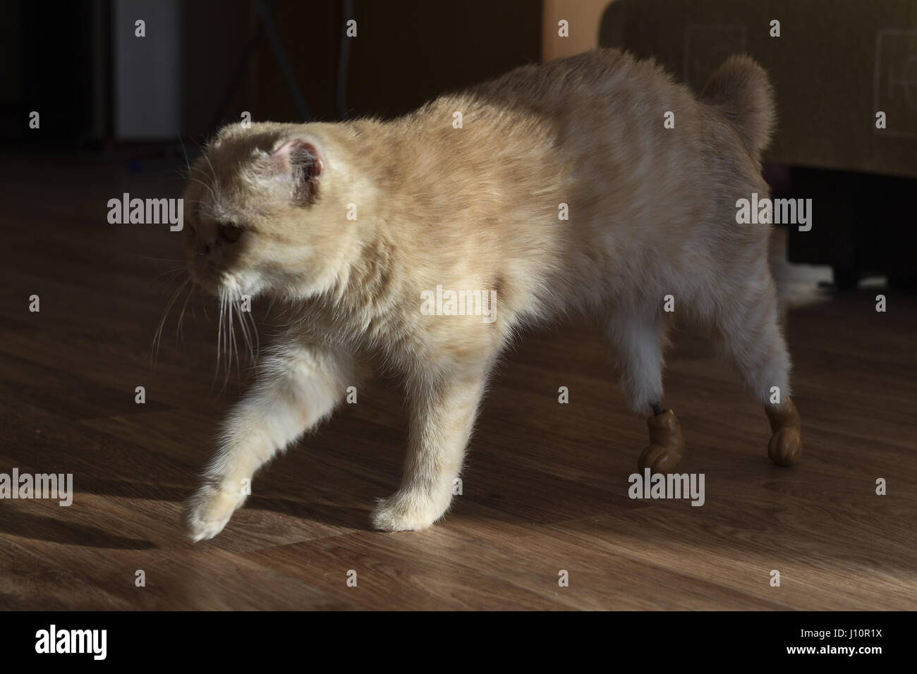 Novosibirsk Russie 13 Avr 17 Un Ampute Cat Appele Ellis Avec Pattes De Protheses Le Chat A Des Tiges En Titane Inseree Dans Les Os De Ses Pattes Arriere Les Implants En