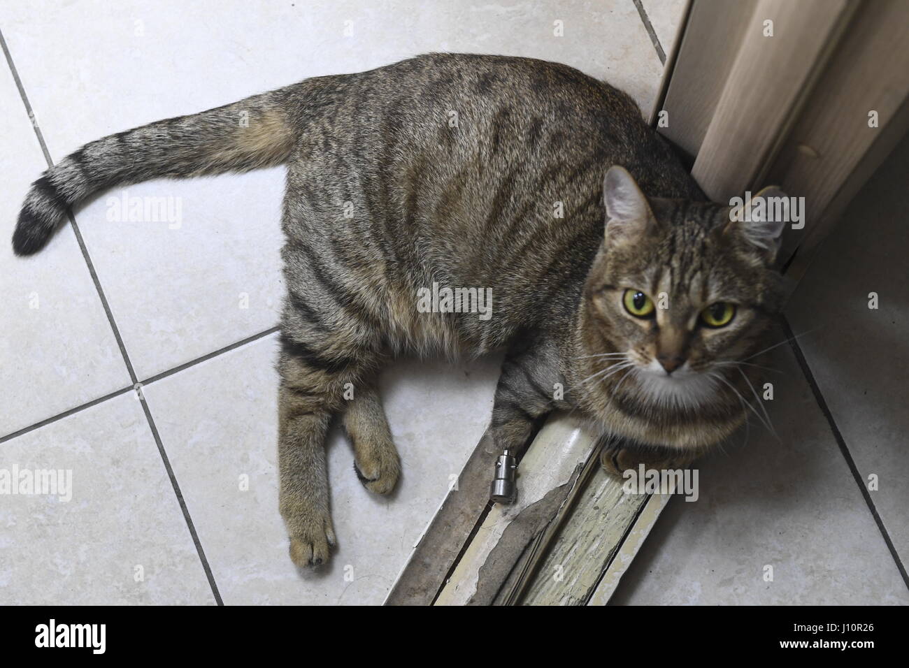 Novosibirsk Russie 13 Avr 17 Une Personne Amputee D Une Patte De Chat Avec Des Protheses Le Chat A Des Tiges En Titane Inseree Dans L Os De Sa Jambe Avant Les Implants En