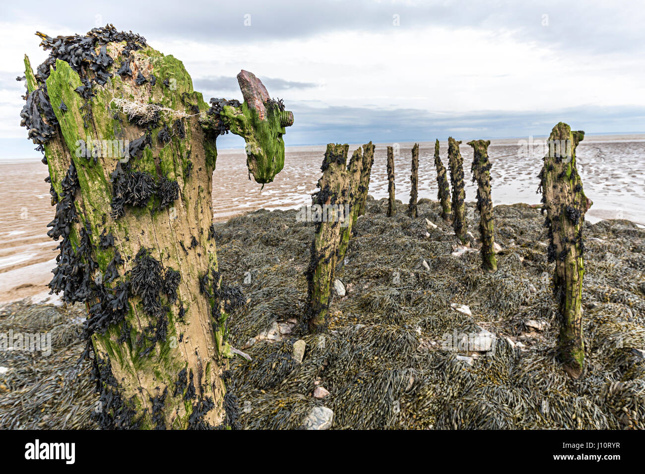 À partir de vieux bois pourri érodé les pilotis à Goldcliff sur le niveaux de Gwent, au Pays de Galles, Royaume-Uni Banque D'Images