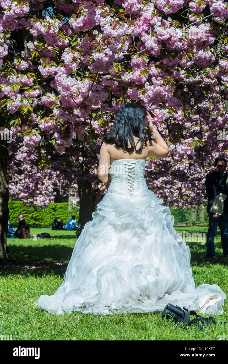 Antony, France, Parc de Sceaux, gens appréciant les cerisiers en fleurs,  fleurs printanières, femme en robe de mariage Photo Stock - Alamy
