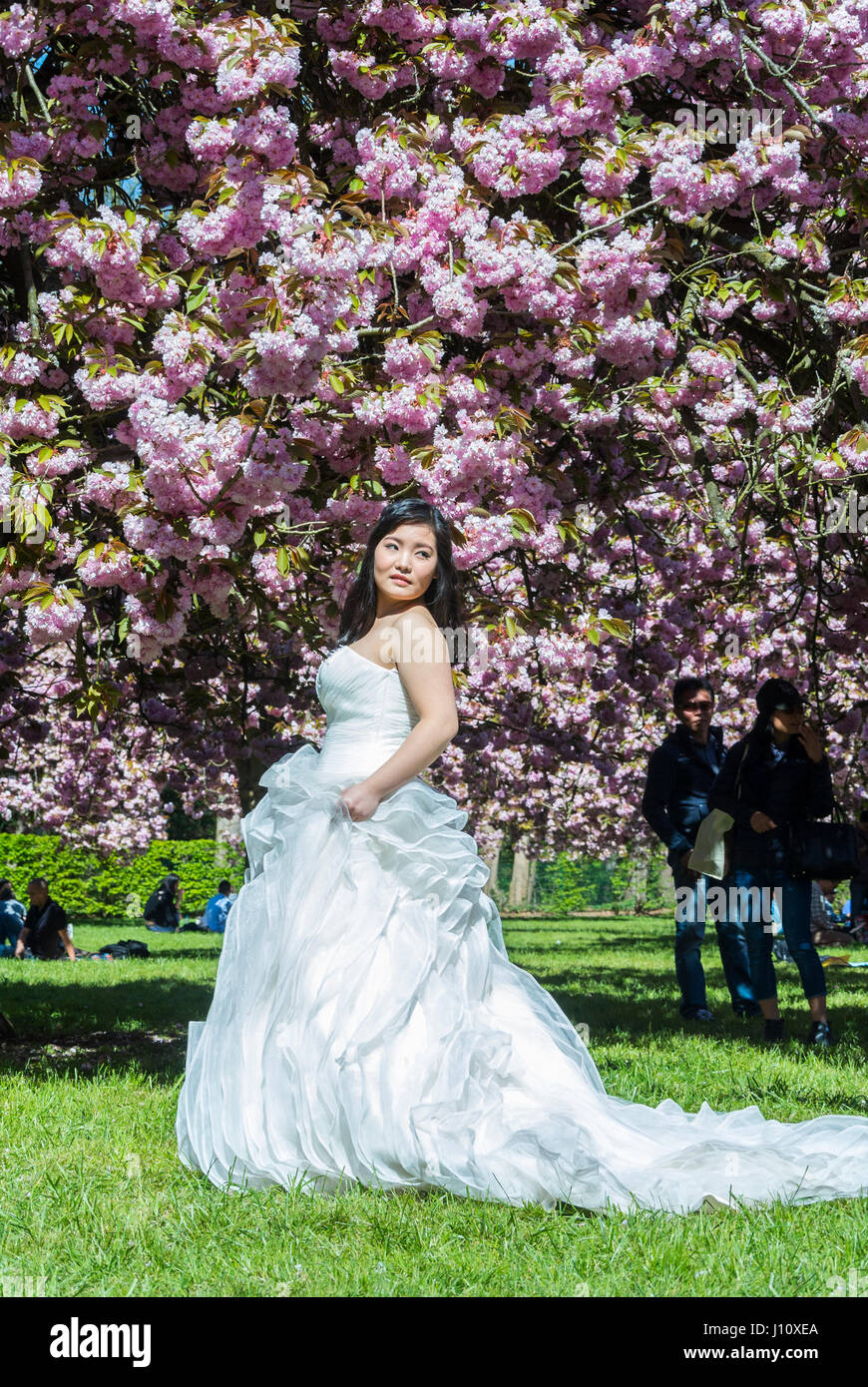 Antony, France, Parc de Sceaux, gens appréciant les cerisiers en fleurs,  fleurs printanières, femme chinoise posant en robe de mariage Photo Stock -  Alamy