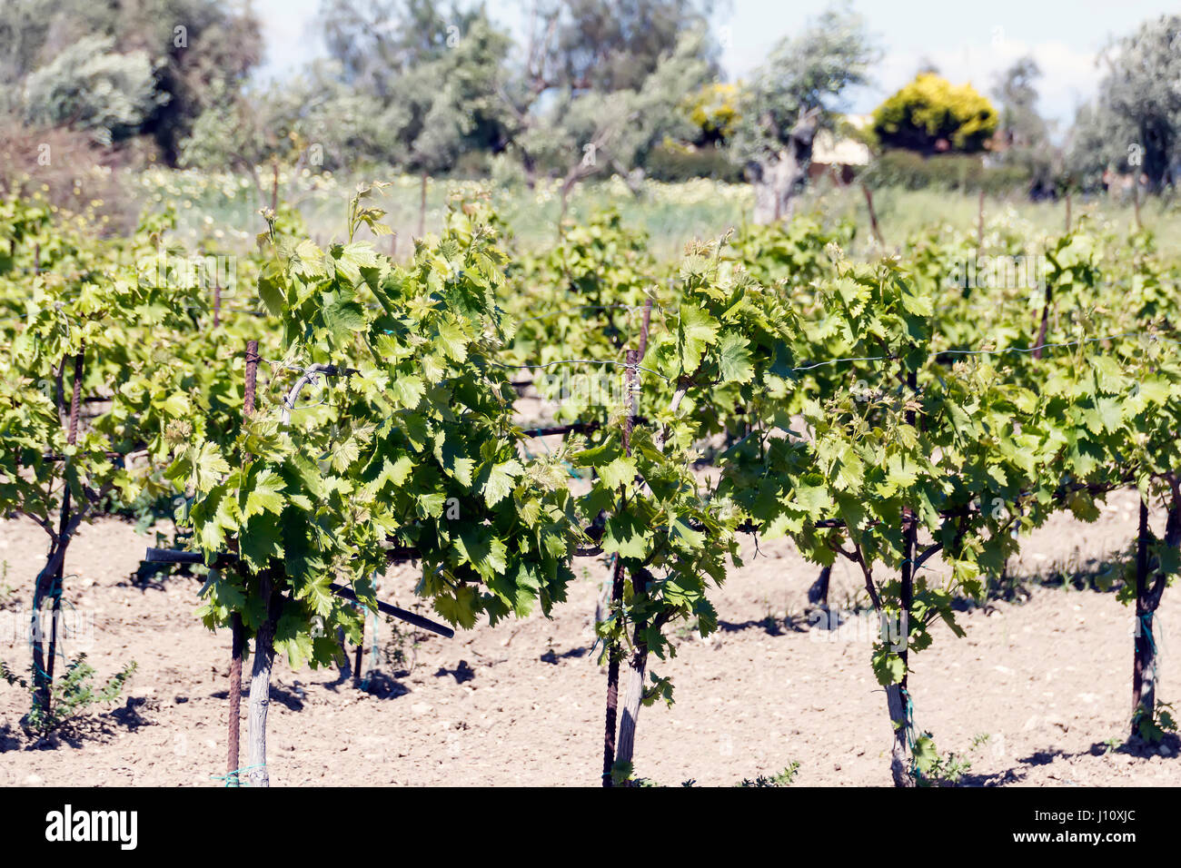 La vigne au printemps Banque D'Images