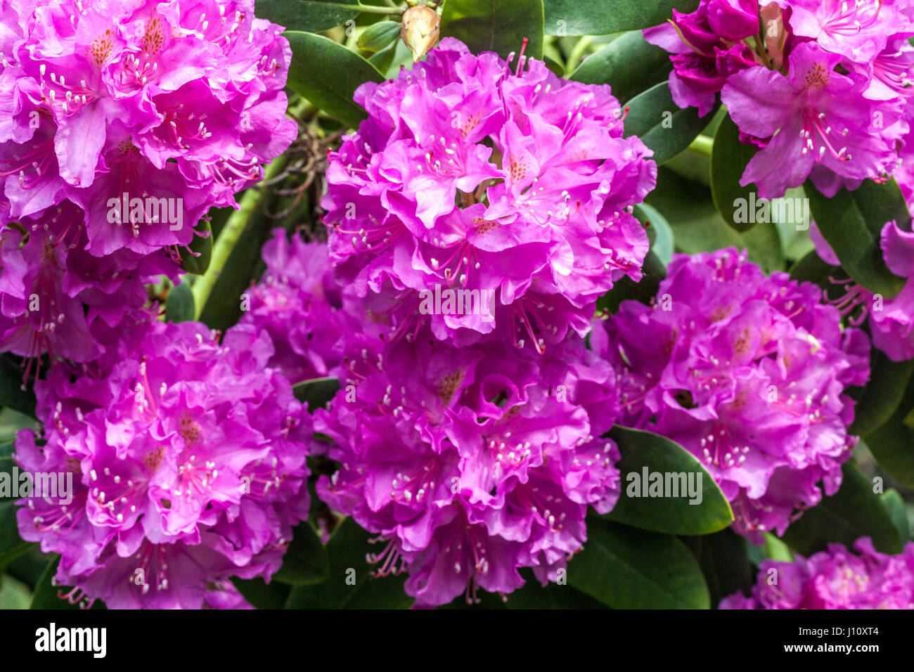 Rhododendron 'Florence Sarah Smith', à fleurs pourpres Banque D'Images