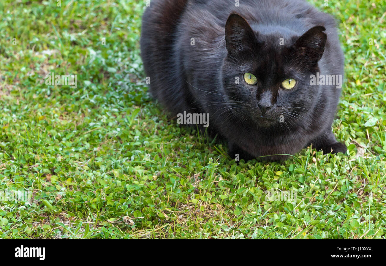 Chat noir couché sur une herbe verte, avec les yeux vert/jaune. Banque D'Images