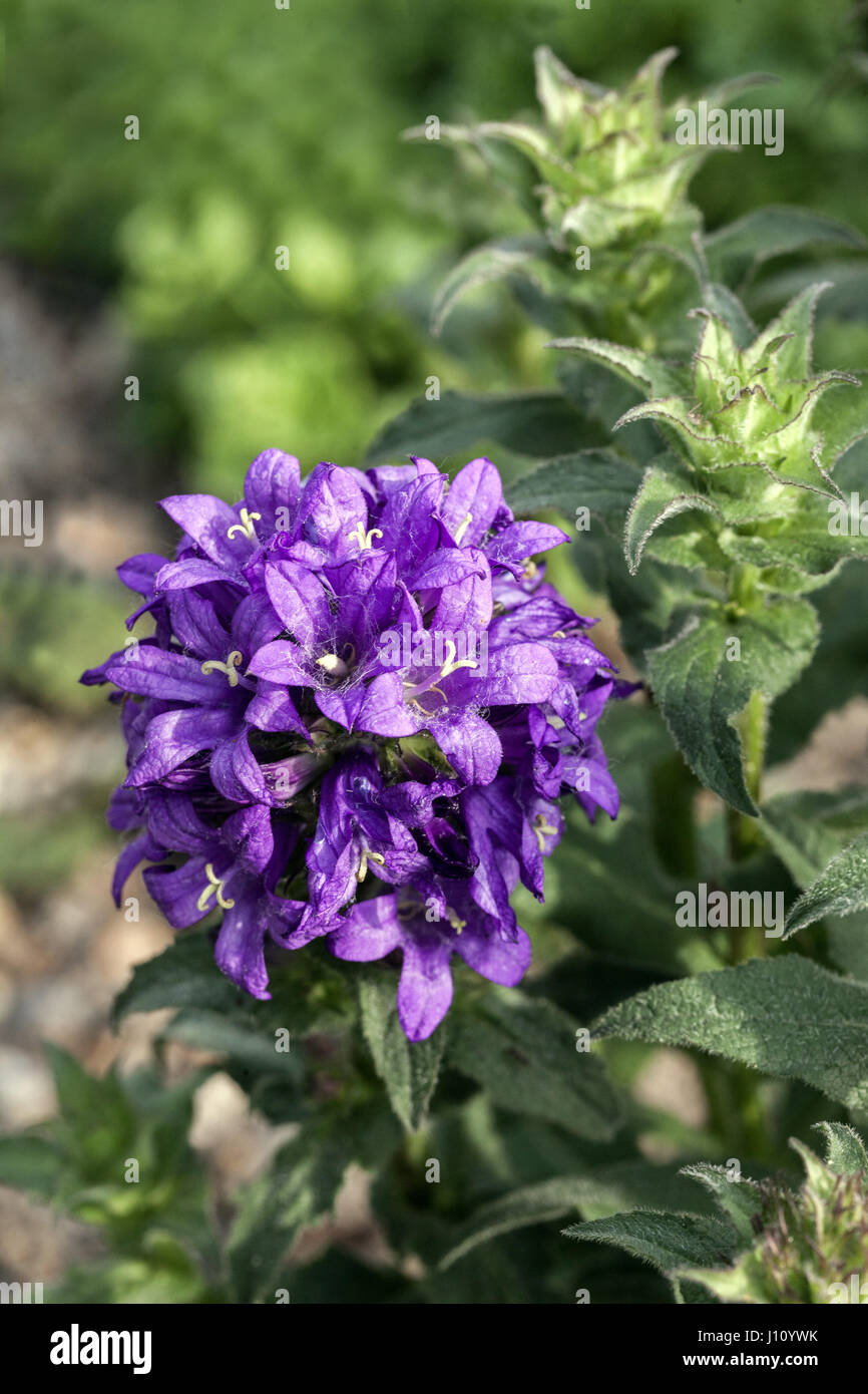 Bellflower Campanula glomerata clusterisé 'Superba', la floraison Banque D'Images