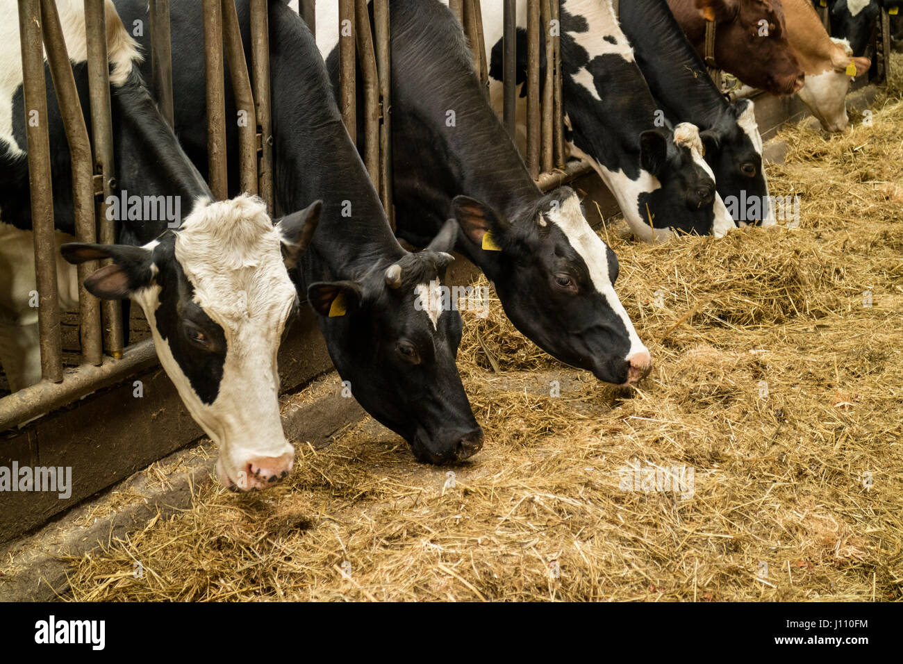 L'alimentation des vaches dans la grange à foin d'une ferme laitière Banque D'Images