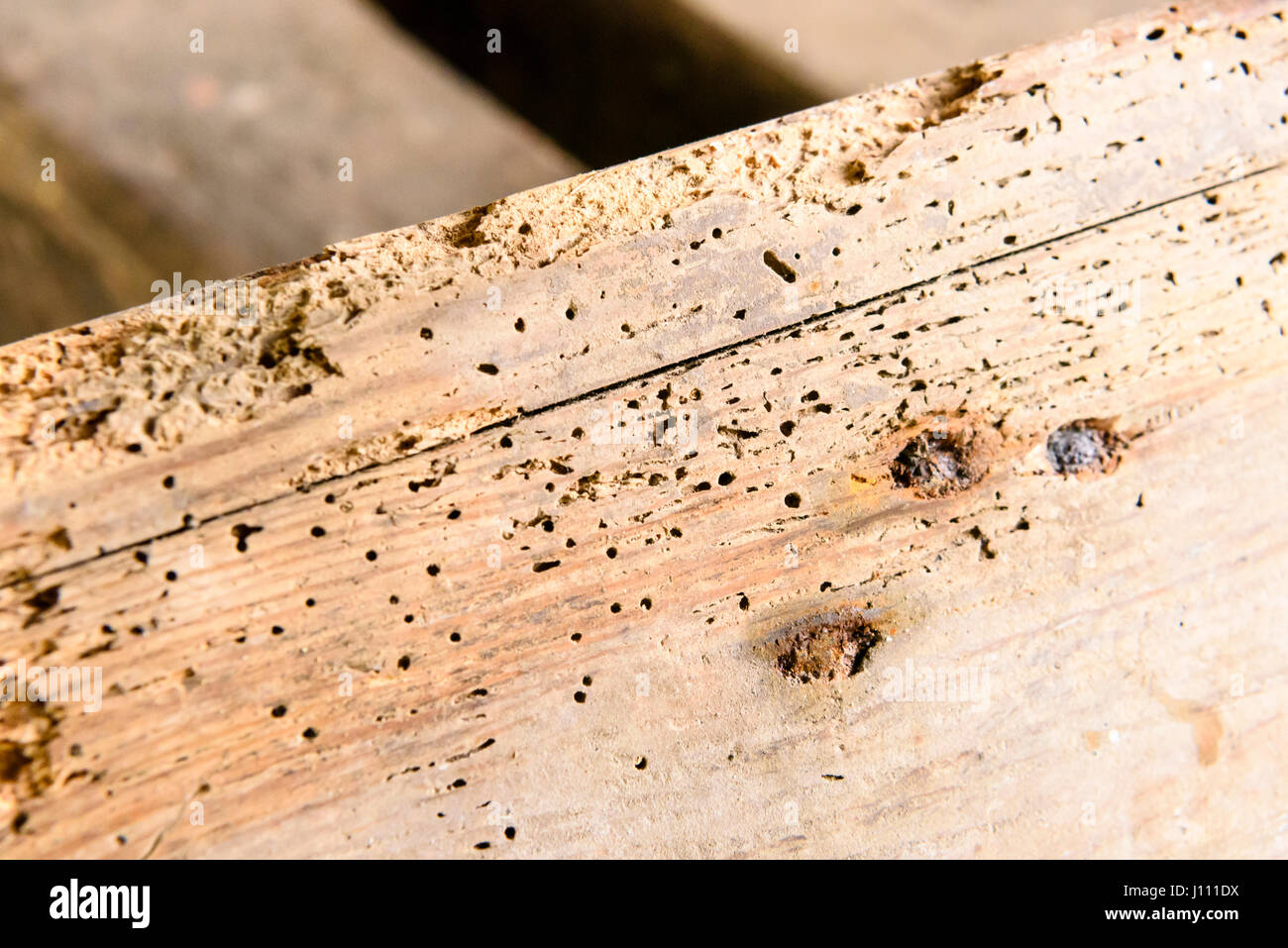 Trous laissés par woodworm Golf Polo sur un très vieux bureau en bois. Banque D'Images
