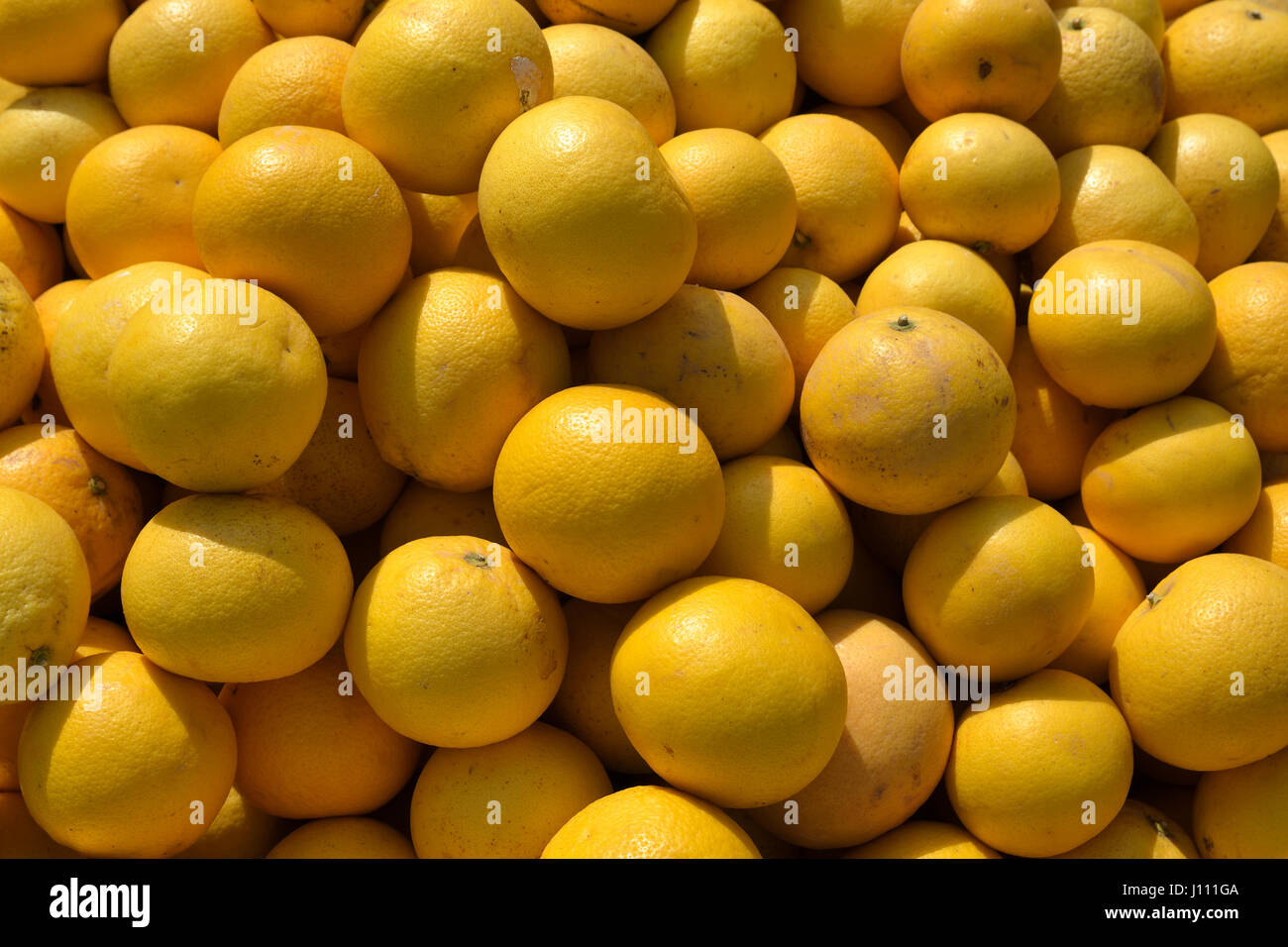 Beaucoup de nouveaux citrons récoltés au soleil, photo à partir de la partie nord de Chypre. Banque D'Images