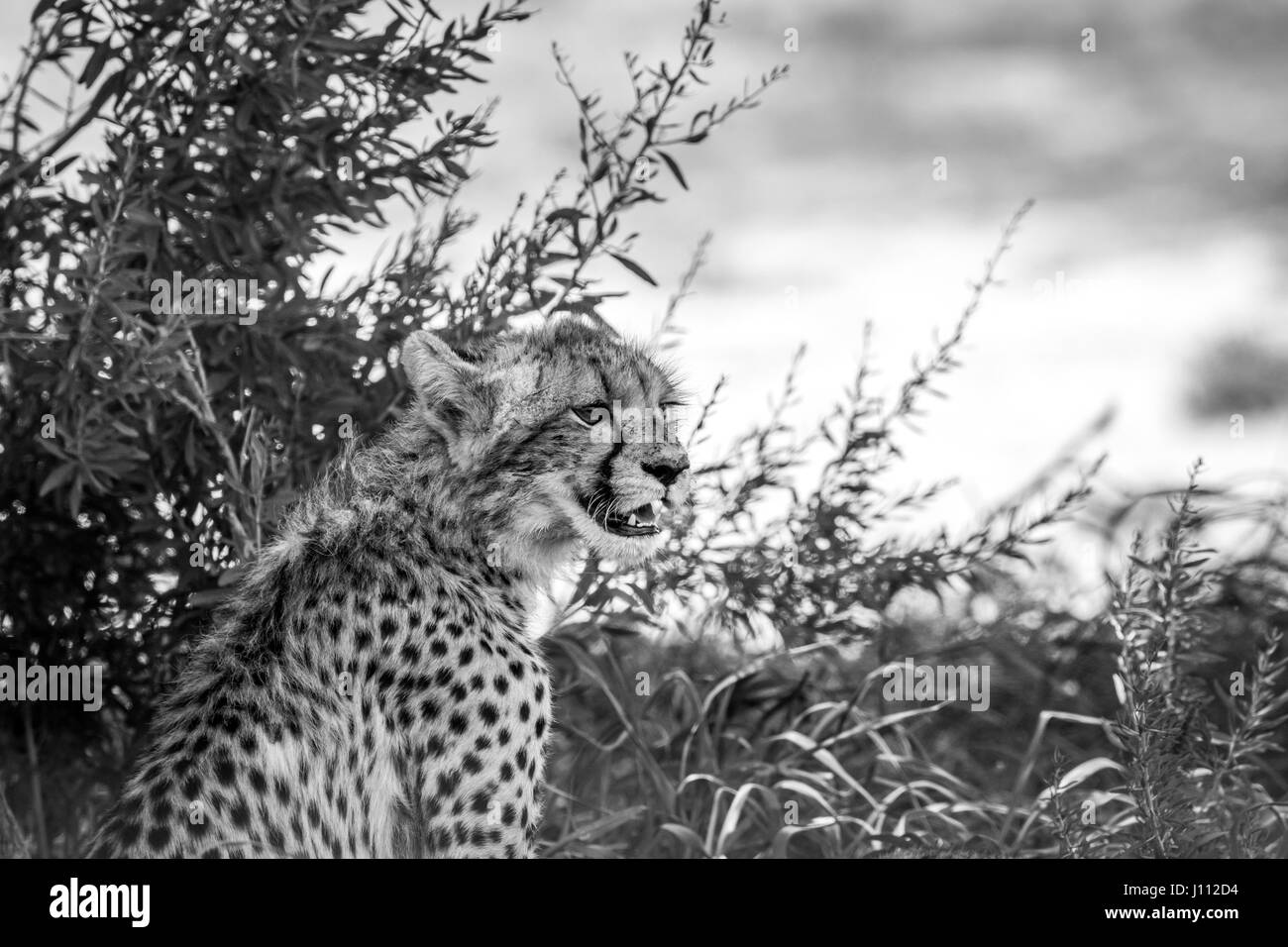 Jeune guépard avec en noir et blanc dans le parc transfrontalier de Kgalagadi, Afrique du Sud. Banque D'Images
