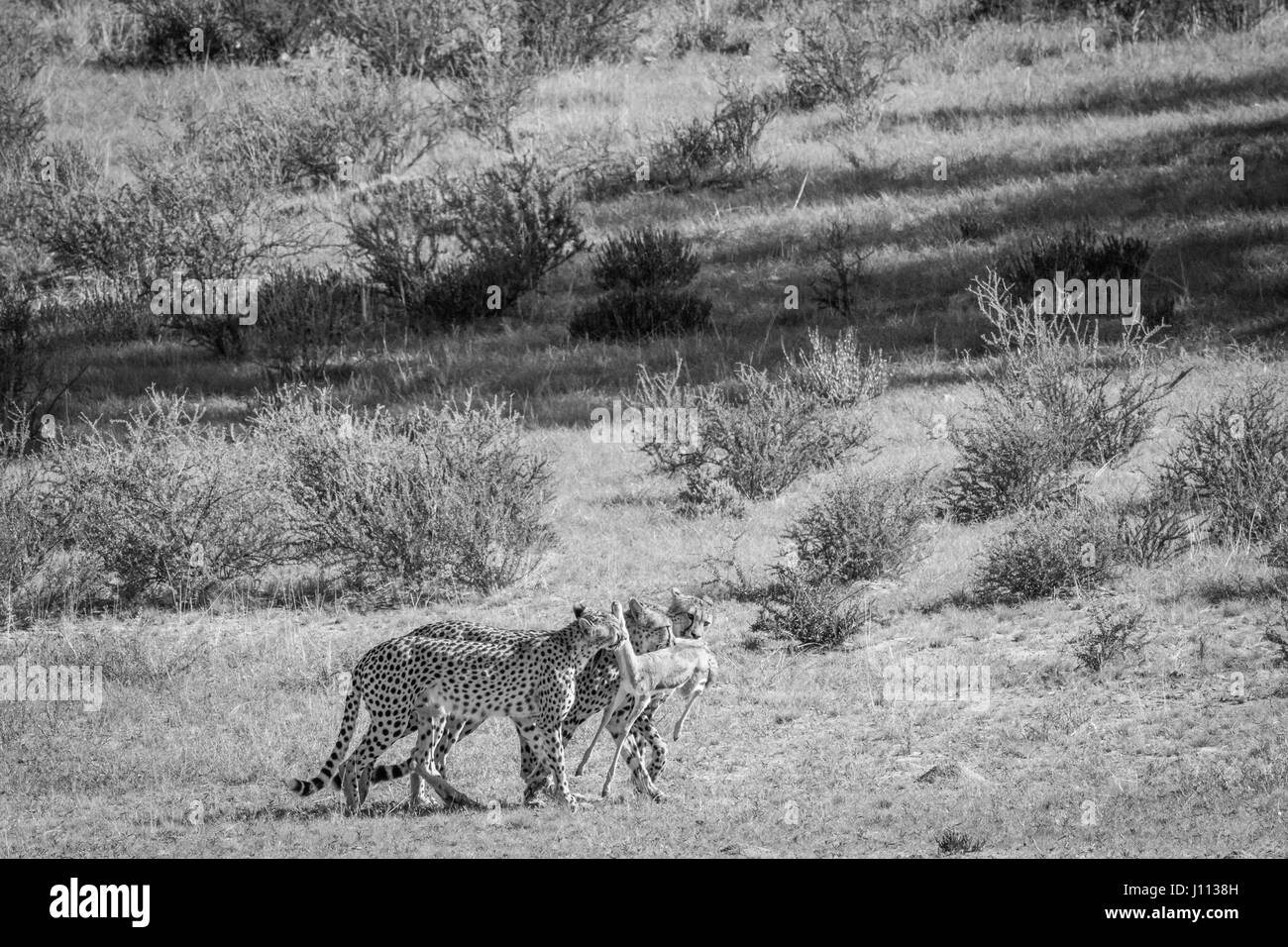 Les guépards avec un bébé Springbok kill dans en noir et blanc dans le parc transfrontalier de Kgalagadi, Afrique du Sud. Banque D'Images