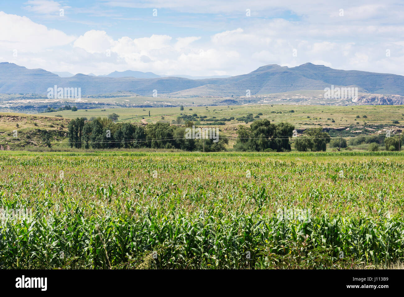 Champ de maïs près de Clarens, la Province de l'État libre, République d'Afrique du Sud Banque D'Images