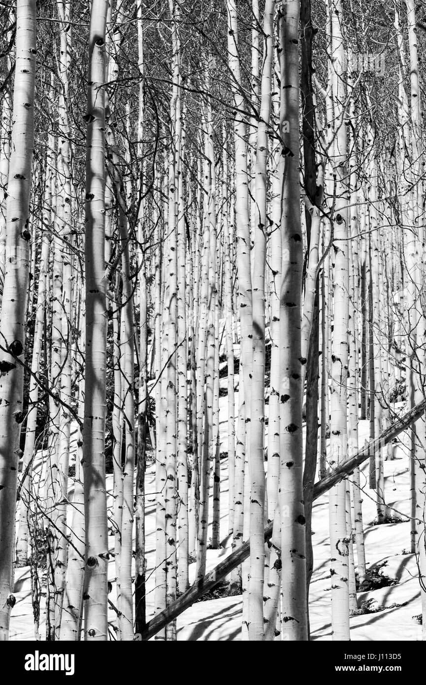 Noir & blanc vue de trembles en hiver neige près de Monarch Pass, Chaffee Comté, Colorado, USA Banque D'Images