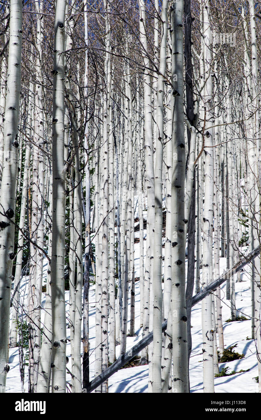 Trembles en hiver neige près de Monarch Pass, Chaffee Comté, Colorado, USA Banque D'Images