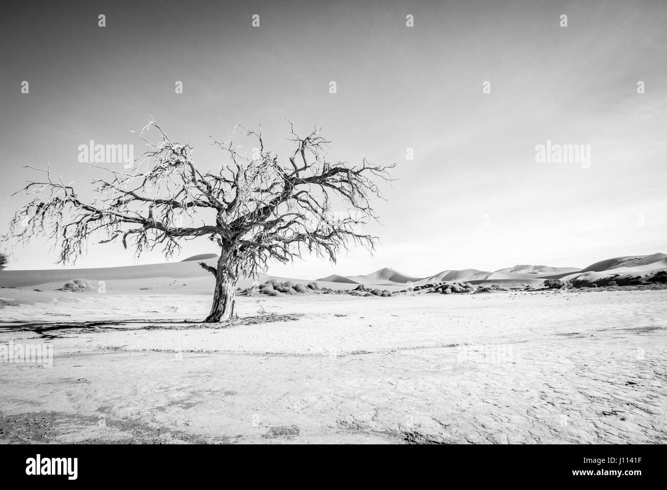 Arbre mort en noir et blanc à Sossusvlei desert en Namibie. Banque D'Images