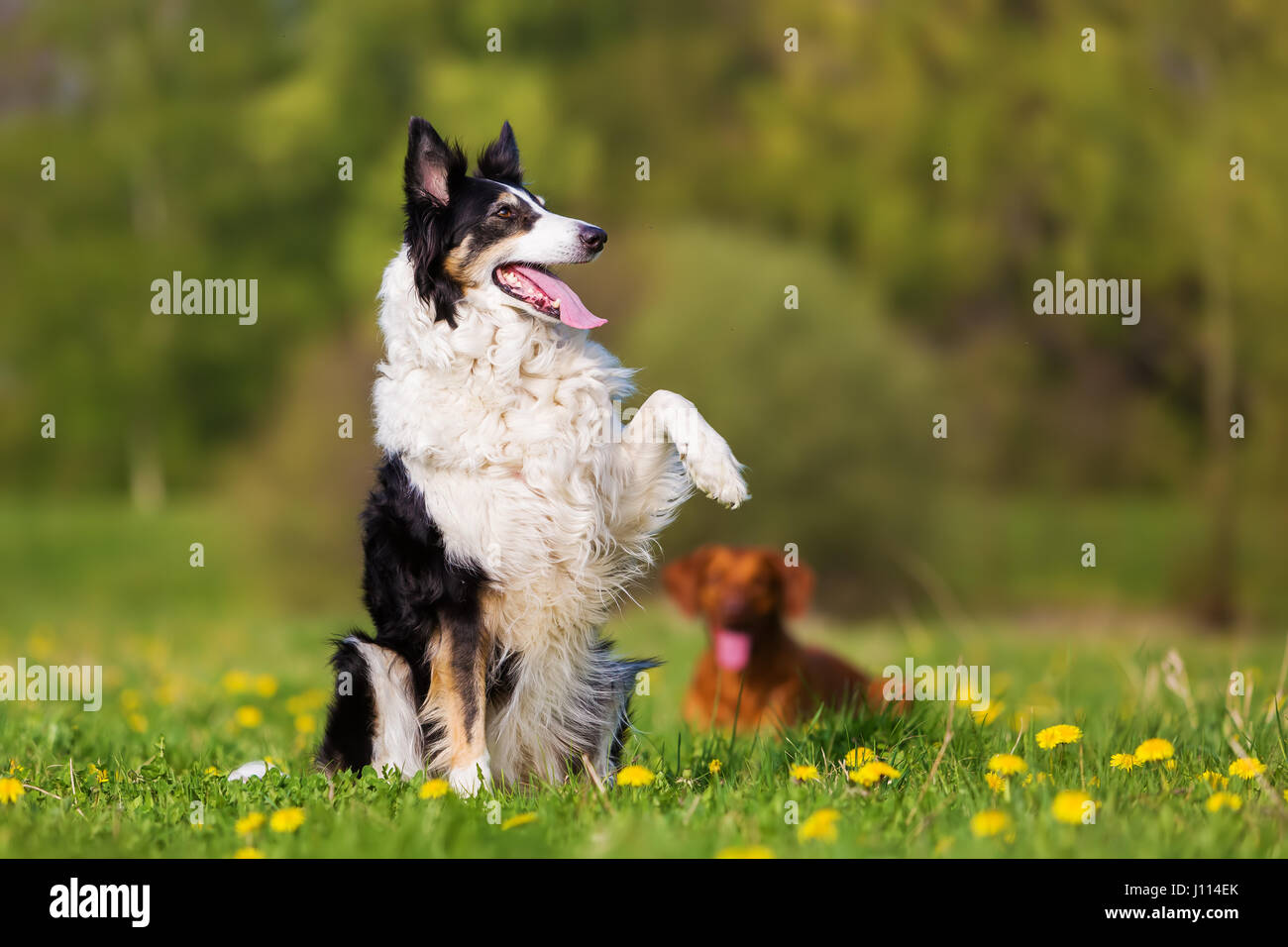 Photo d'un Border Collie augmentant le paw Banque D'Images