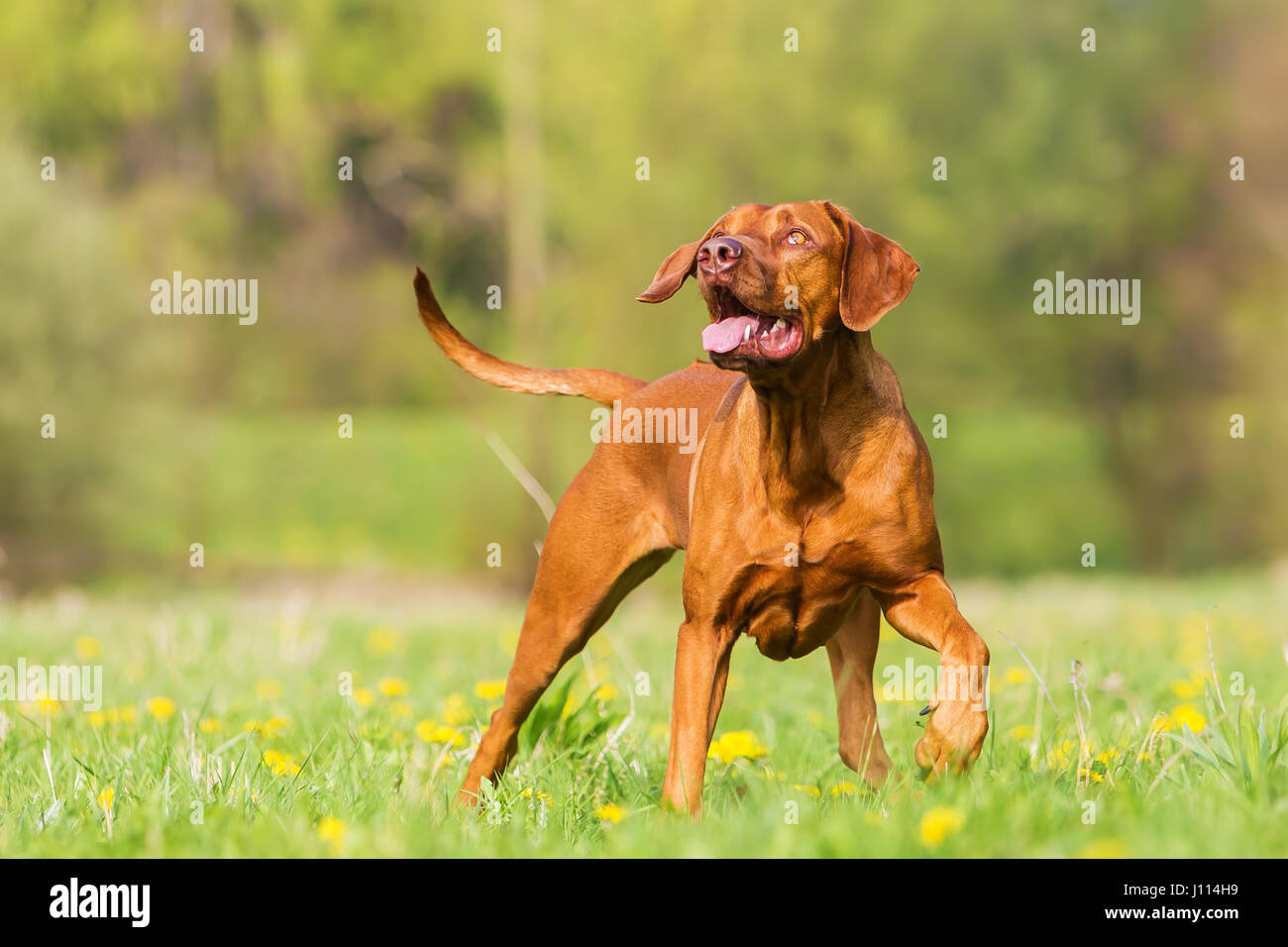 Photo portrait d'un Rhodesian Ridgeback dans le pré Banque D'Images