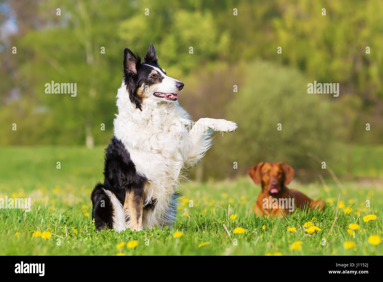 Photo d'un Border Collie augmentant le paw Banque D'Images