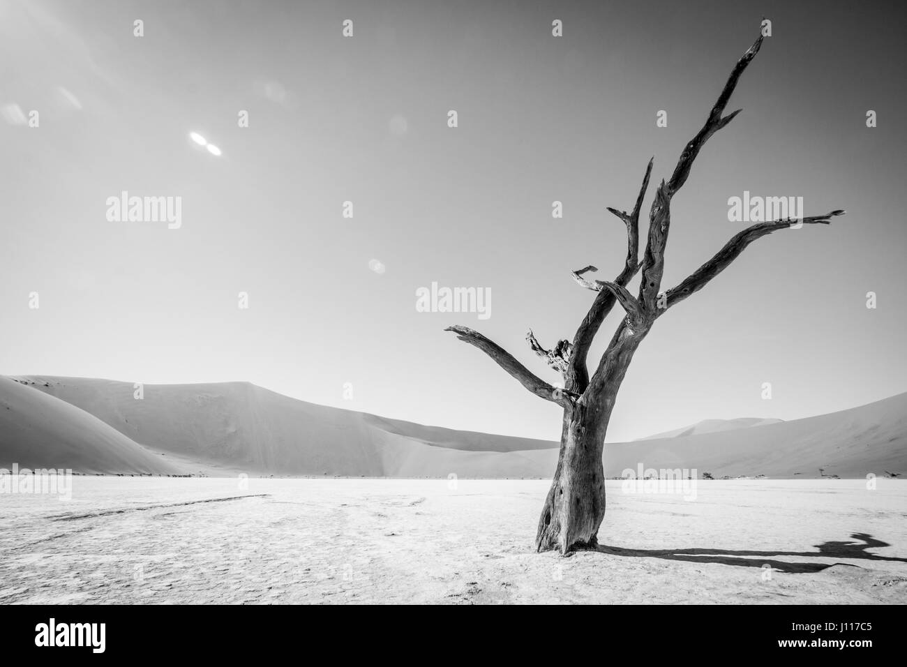 Arbre mort en noir et blanc à Sossusvlei desert en Namibie. Banque D'Images