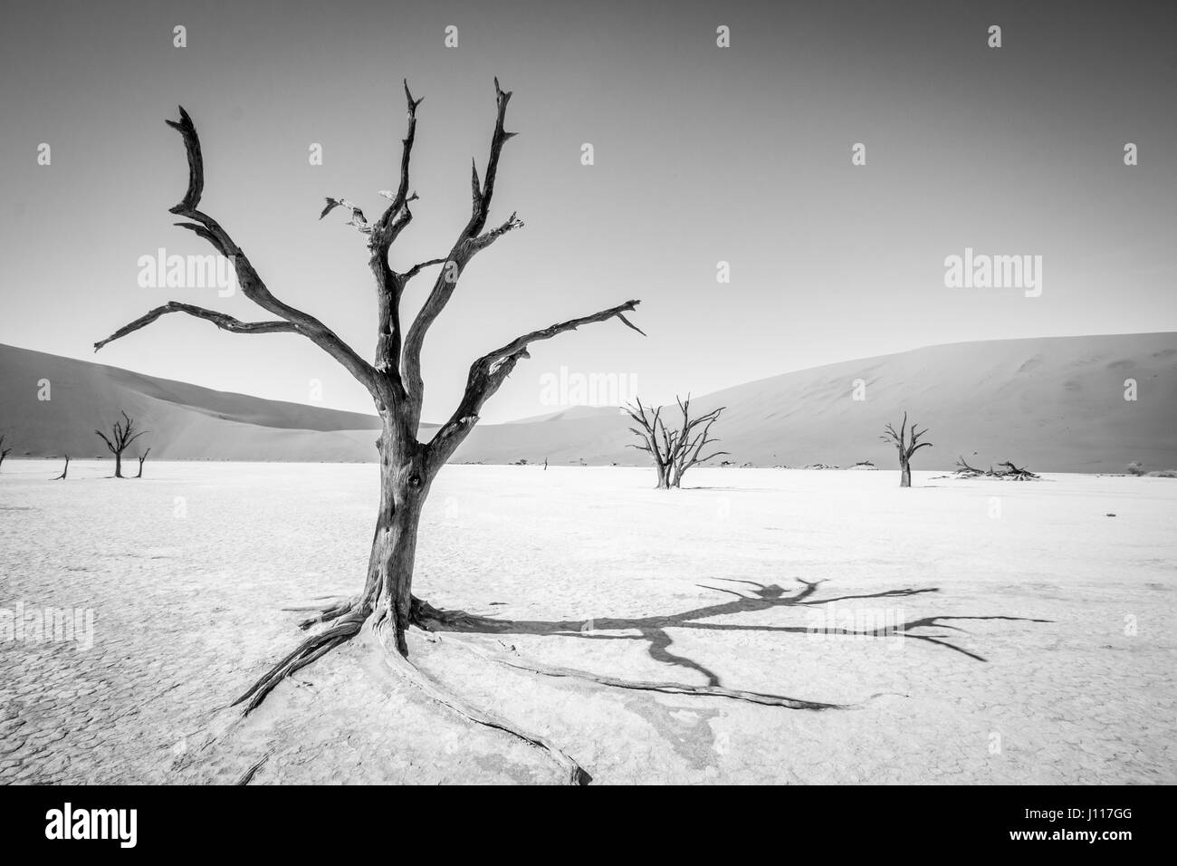 Arbre mort en noir et blanc à Sossusvlei desert en Namibie. Banque D'Images