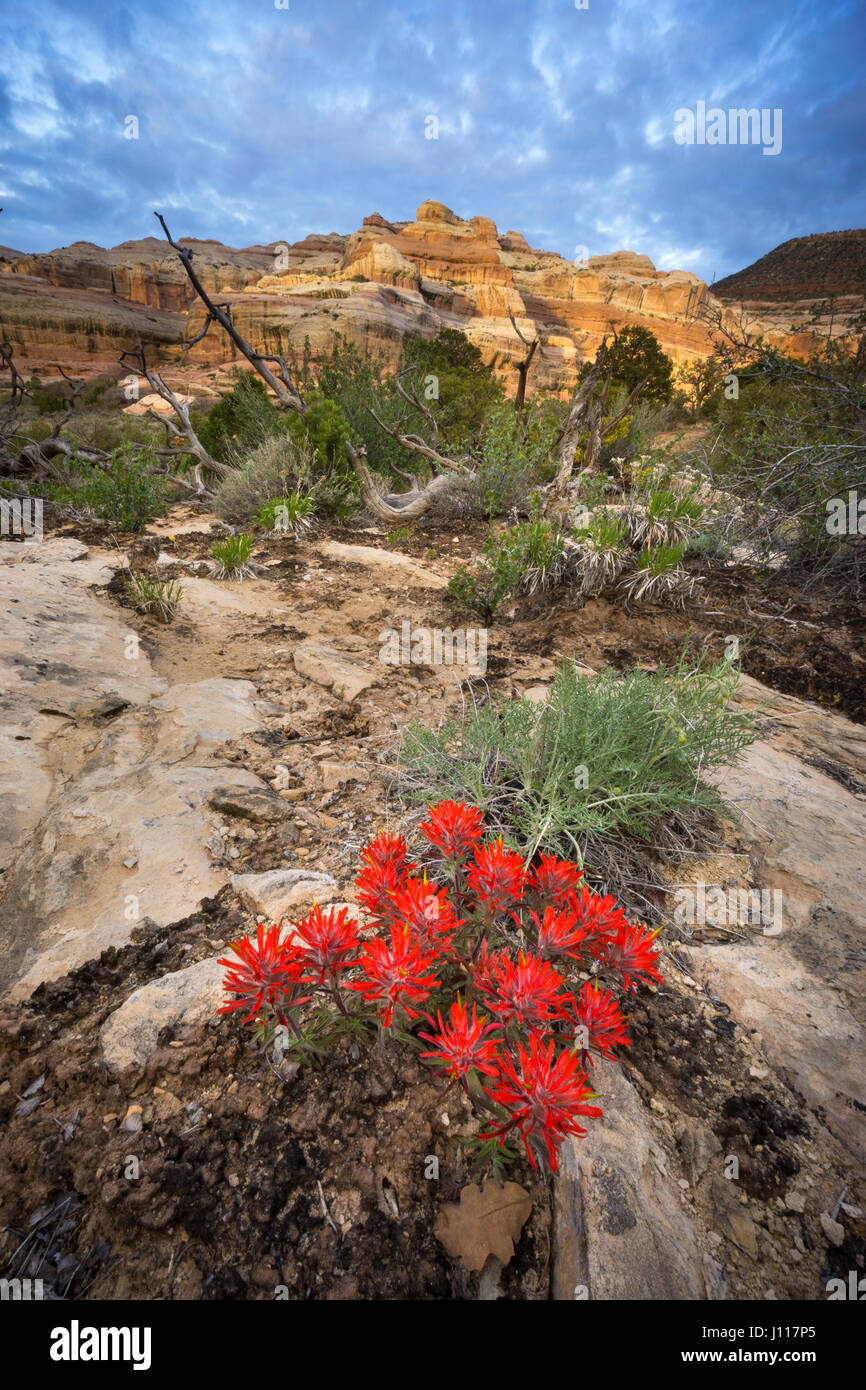 Indian Paintbrush fleurs, Salt Creek, Canyonlands National Park, en Utah. Banque D'Images
