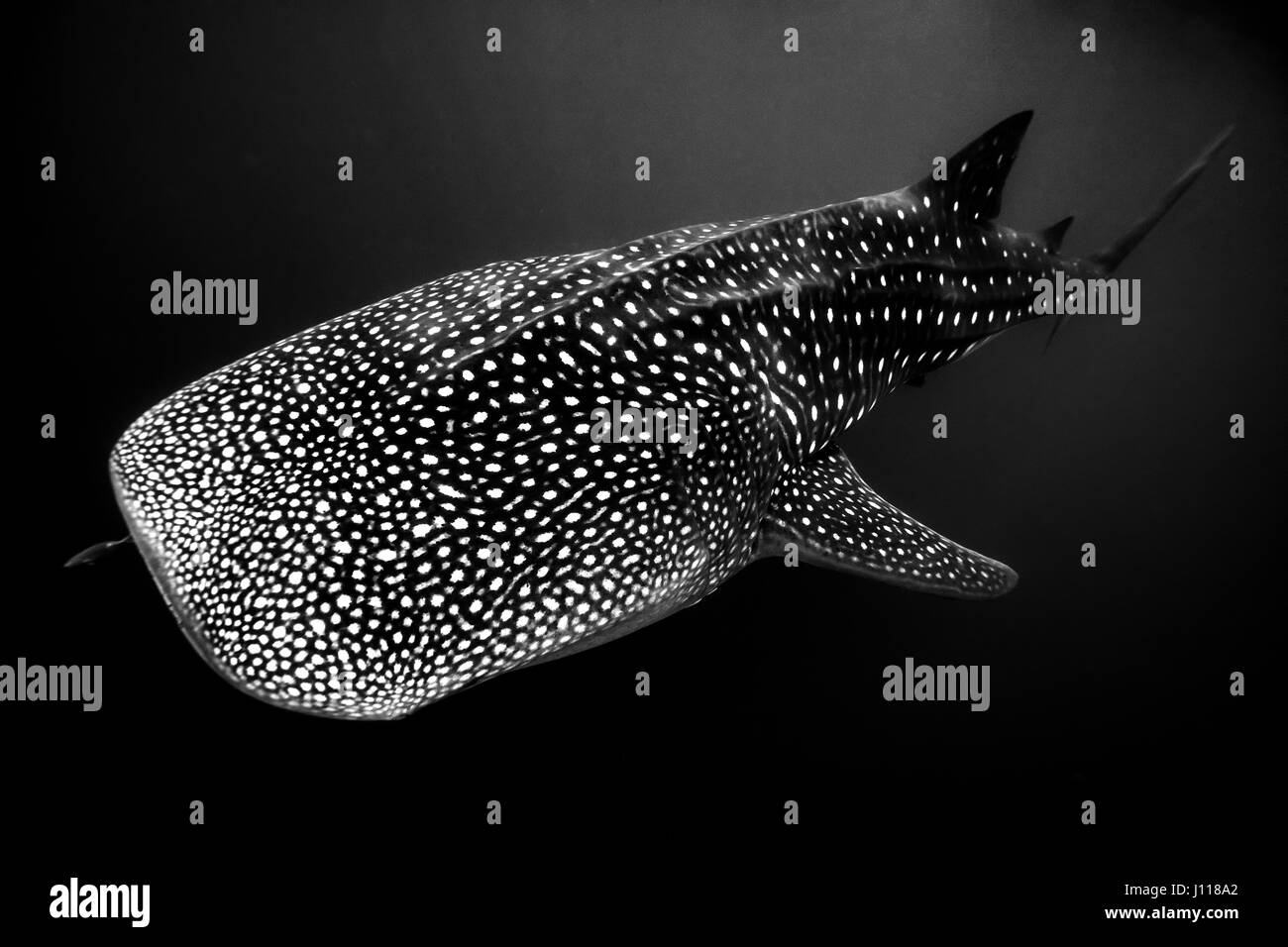 Portrait d'un requin-baleine, Exmouth, Western Australia, Australia Banque D'Images Portrait d'un requin-baleine, Exmouth, Western Australia, Australia Banque D'Images