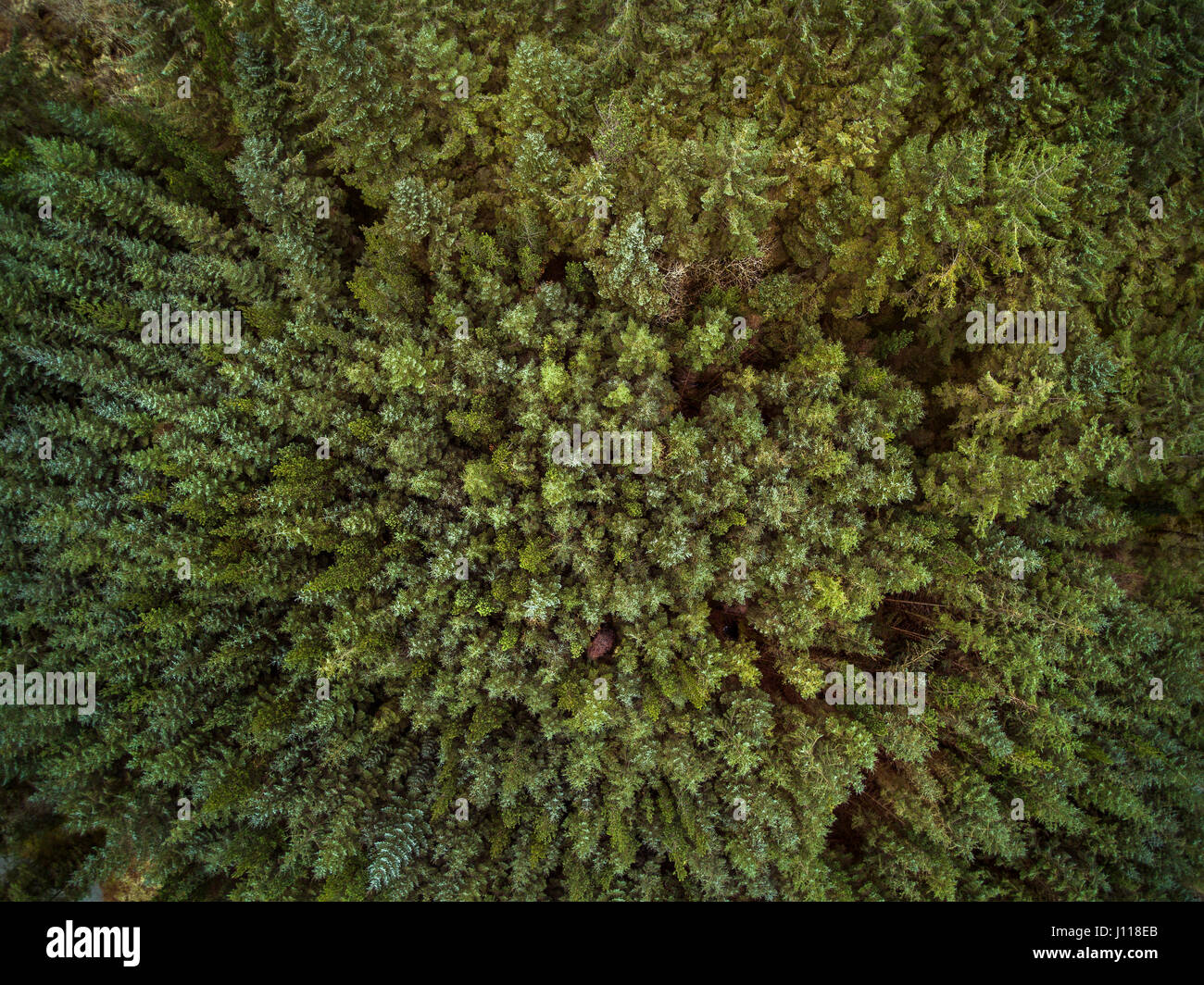 Close-up of forest, Gougane Barra National Forest Park, dans le comté de Cork, Irlande Banque D'Images