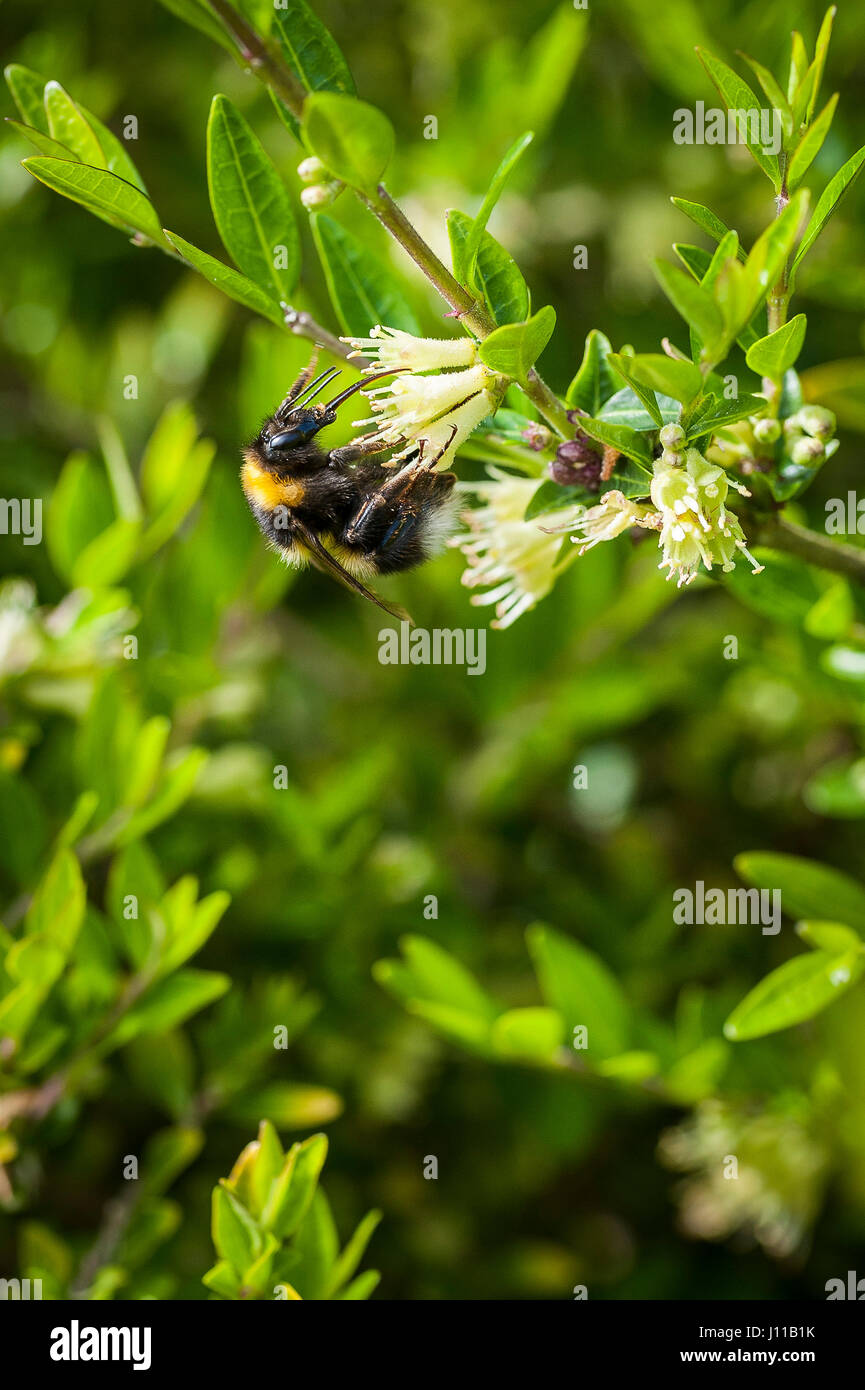 La collecte d'insectes Anthophila abeille fleur nectar de disparition Banque D'Images