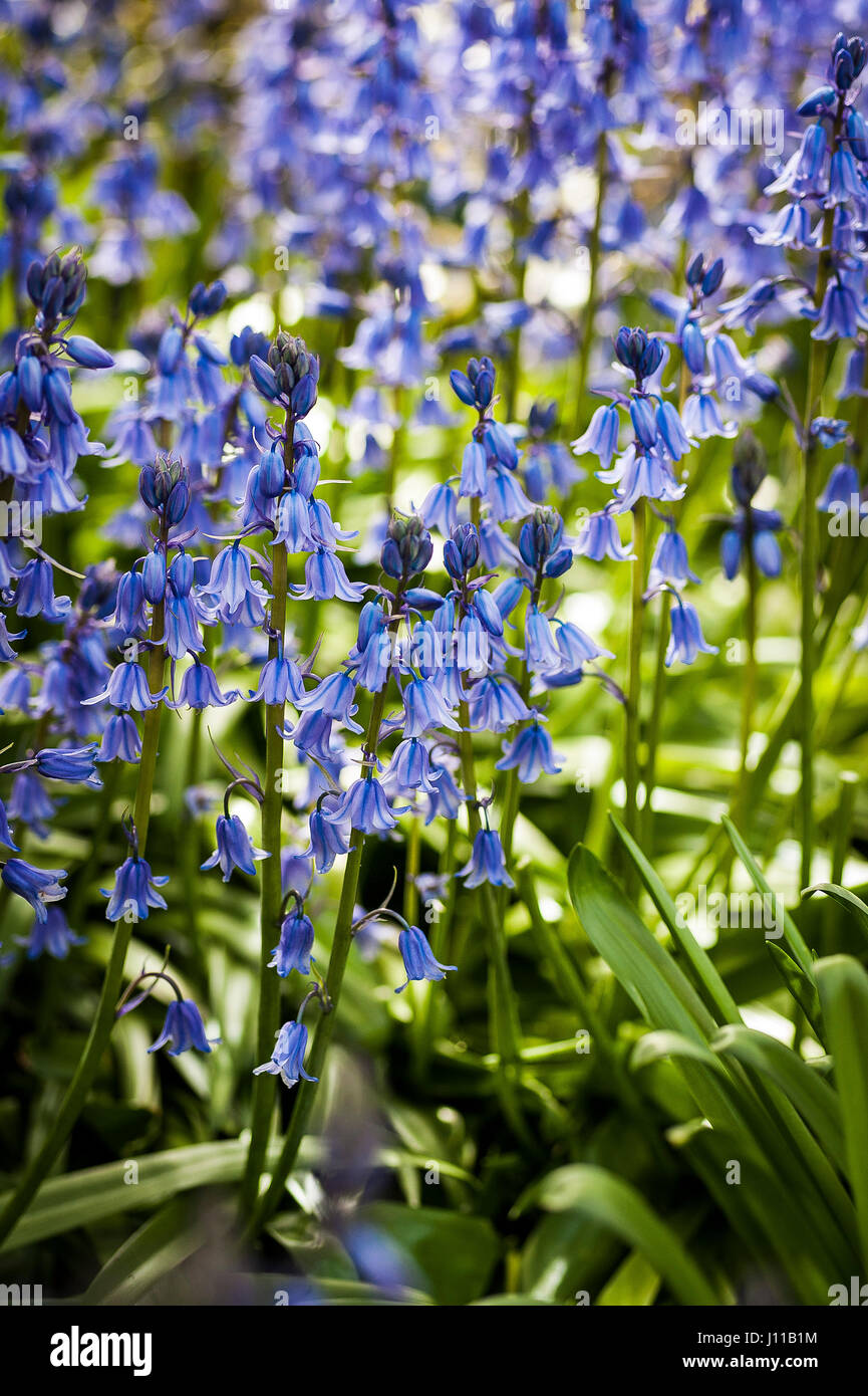 Espagnol fleurs jacinthes Hyacinthoides hispanica Wildflower Banque D'Images