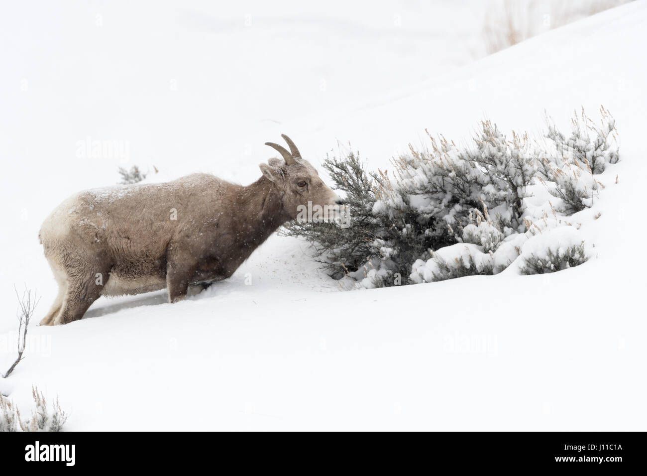 Le Mouflon des montagnes / Dickhornschaf ( Ovis canadensis ), les femmes adultes, l'alimentation sur un buisson, dans la neige, Yellowstone NP, USA. Banque D'Images