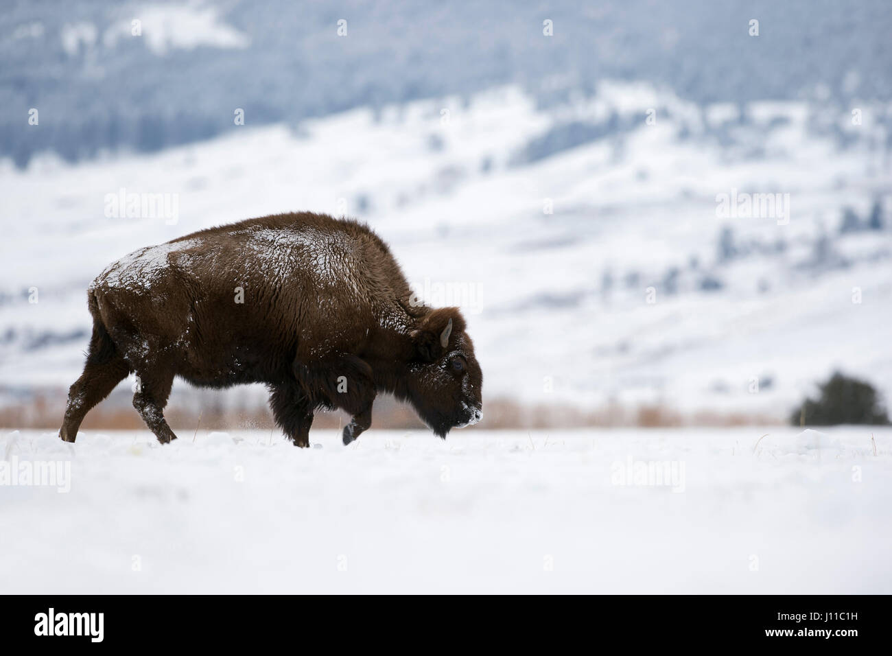 Bison d'Amérique / Amerikanischer ( Bison bison bison ), la marche à travers les plaines couvertes de neige, région de Yellowstone, Montana, USA. Banque D'Images