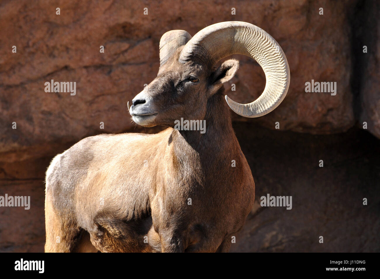 Mouflons mâles ram avec de grandes cornes courbes closeup portrait Banque D'Images