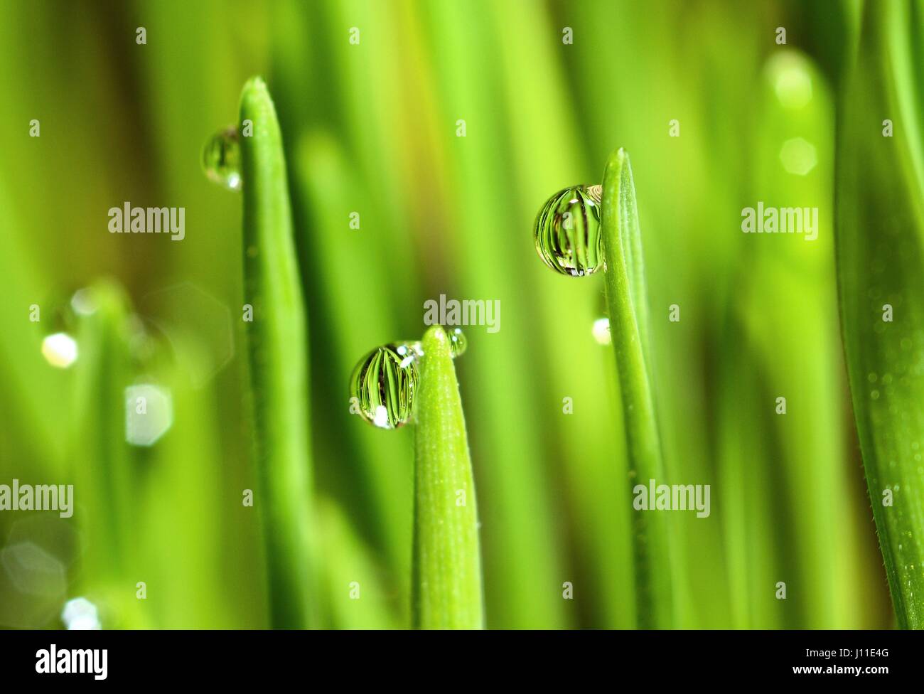 Macro extrême de plus en plus d'herbe de blé humide avec des gouttes de pluie sur les tiges. Banque D'Images