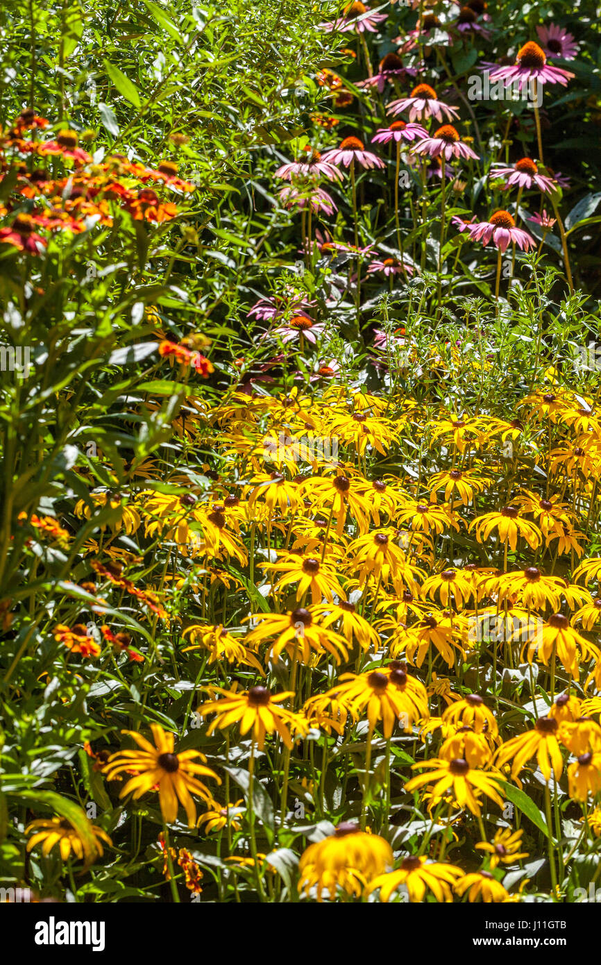 Fleurs jaunes jardin de Rudbeckia Goldsturm bordure vivace Banque D'Images