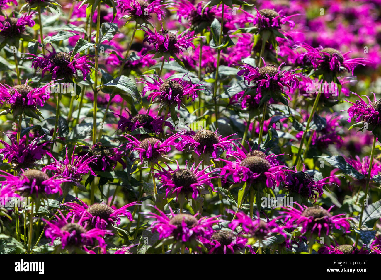 Monarda 'Purple Troya', la bergamote Banque D'Images