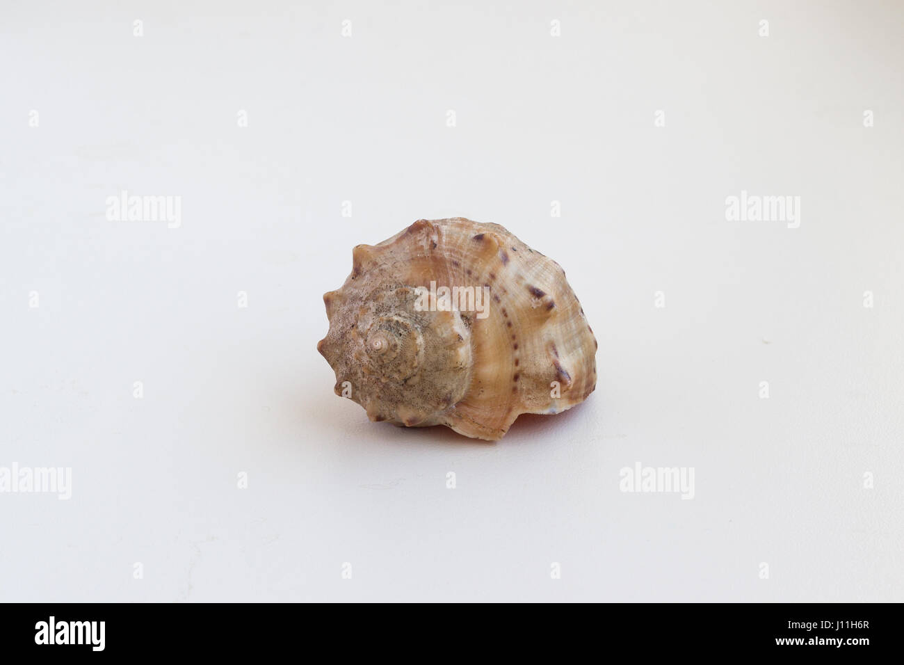 Belle sea shell sur un fond blanc Banque D'Images