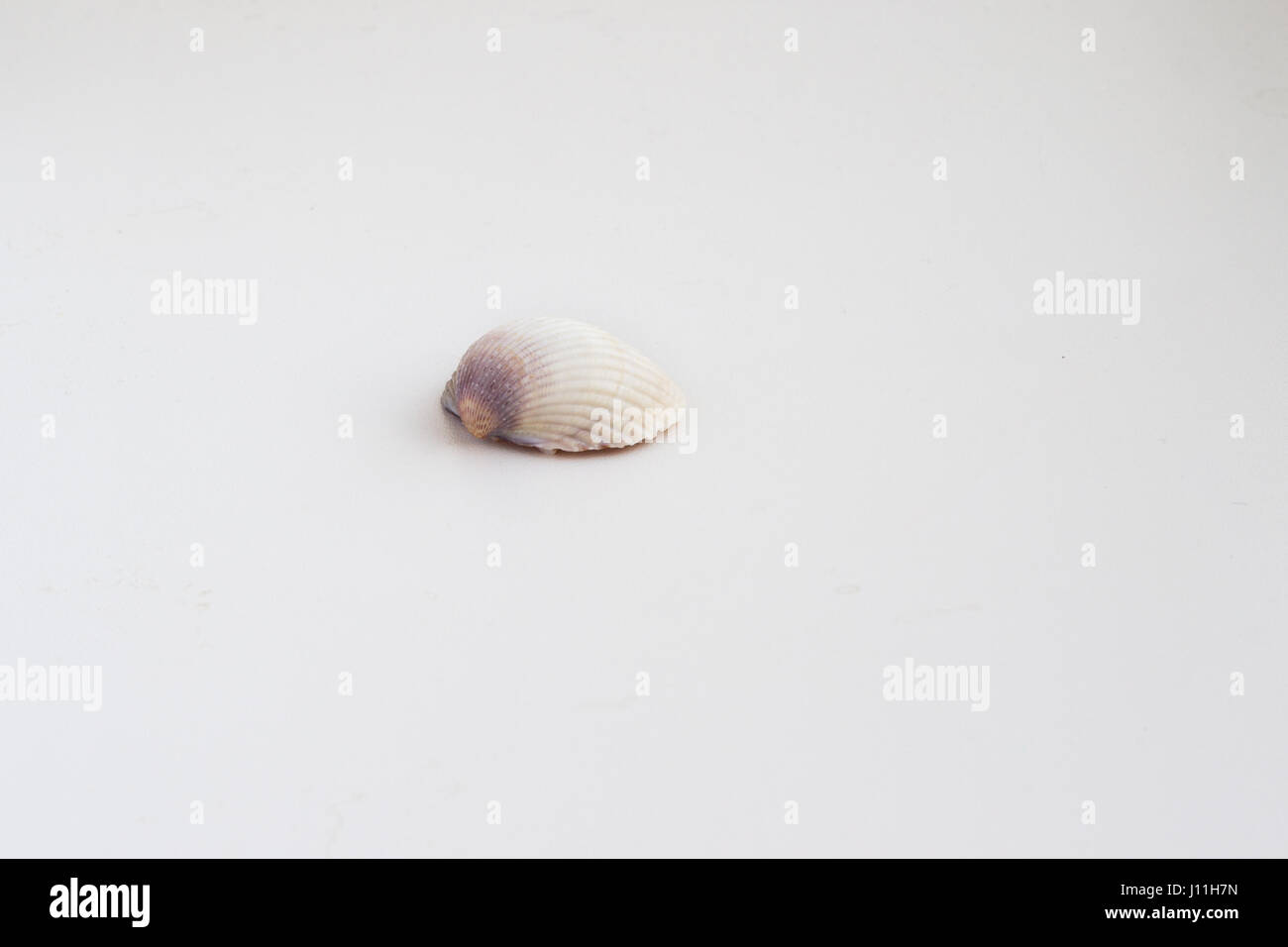 Belle sea shell sur un fond blanc Banque D'Images