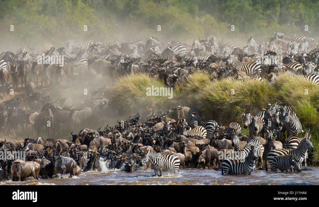 Grand troupeau de gnous est à propos de Mara River. Migration exceptionnelle. Kenya. Tanzanie. Parc national du Masai Mara. Banque D'Images