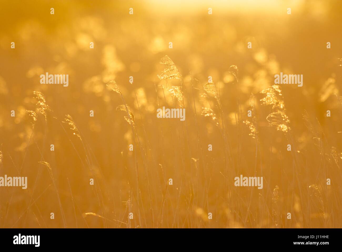 Les graminées d'or allumé au coucher du soleil Banque D'Images