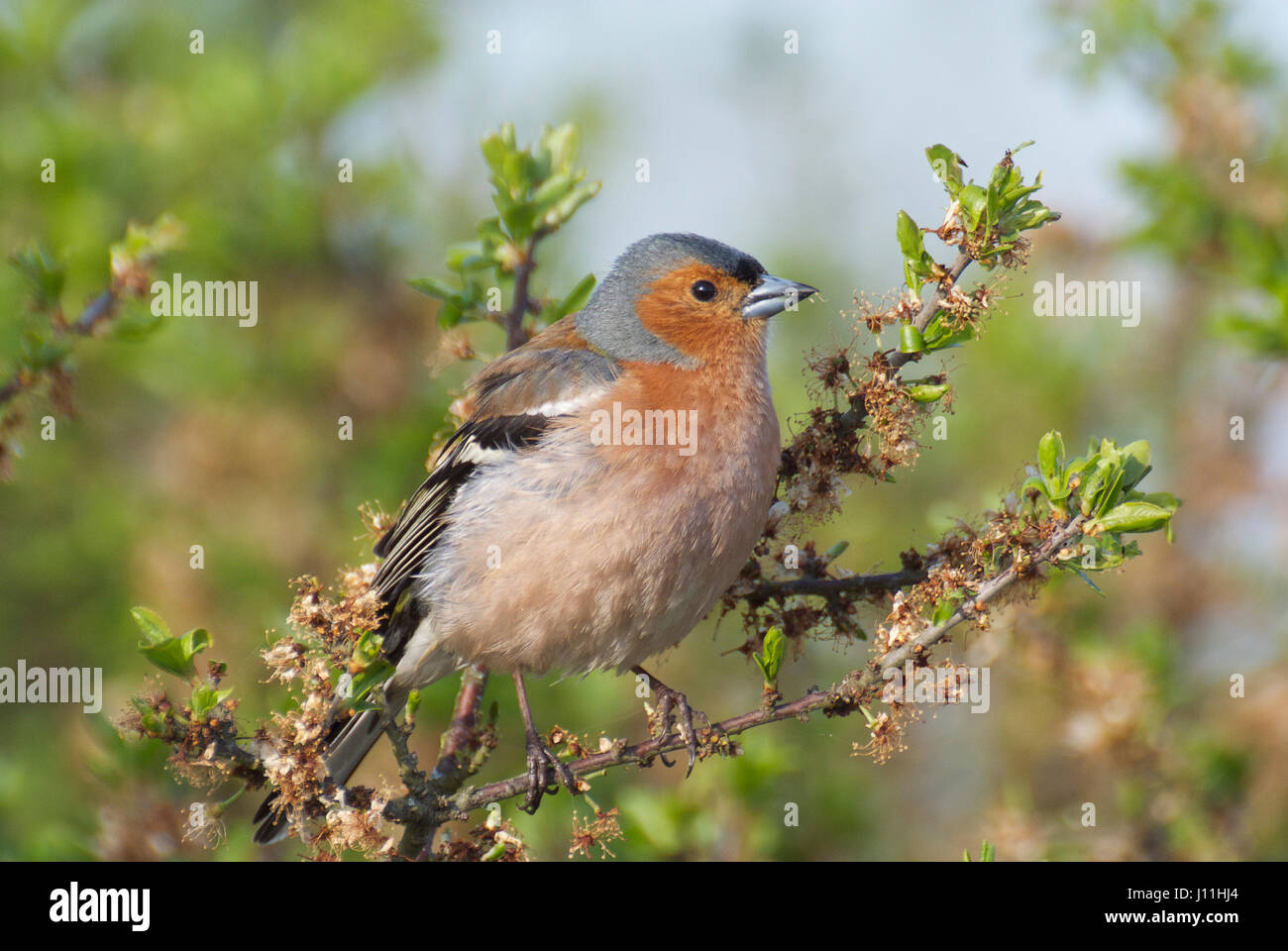 Common chaffinch masculins (Fringilla coelebs) en plumage nuptial Banque D'Images