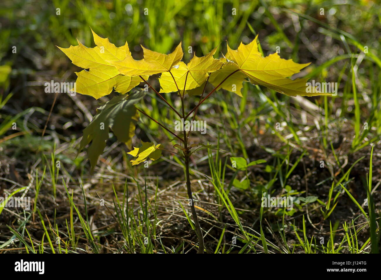 De jeunes gaulis vert ou d'érable Acer pseudoplatanus dans glade, Plana mountain, Bulgarie Banque D'Images